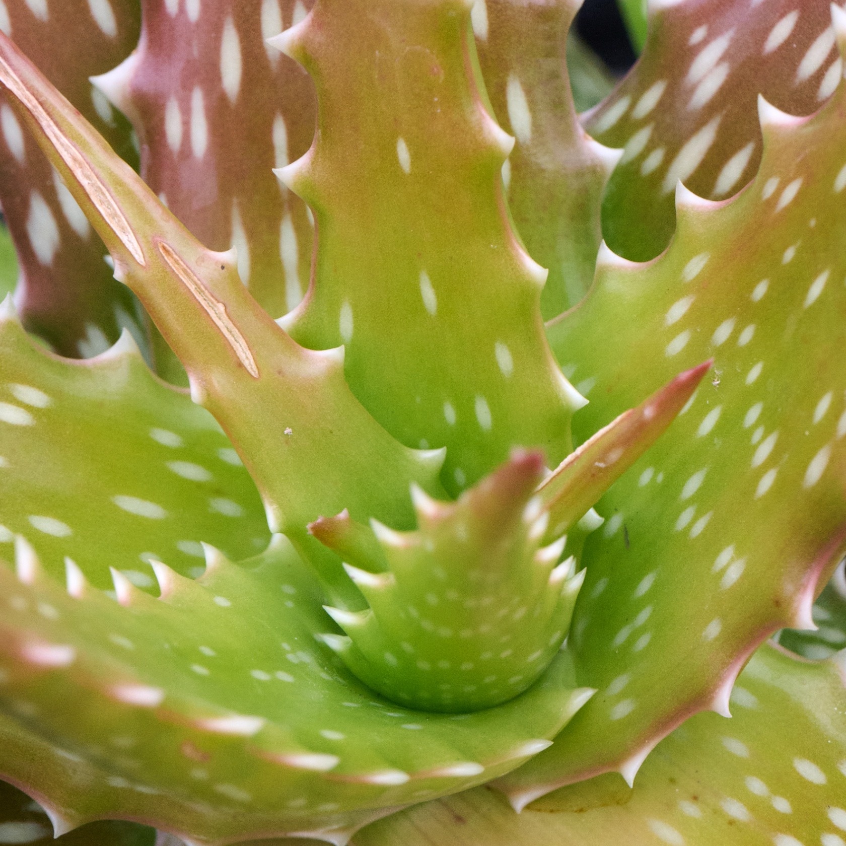 Canary Yellow Aloe, Aloe dorotheae 'Canary Yellow', Monrovia Plant