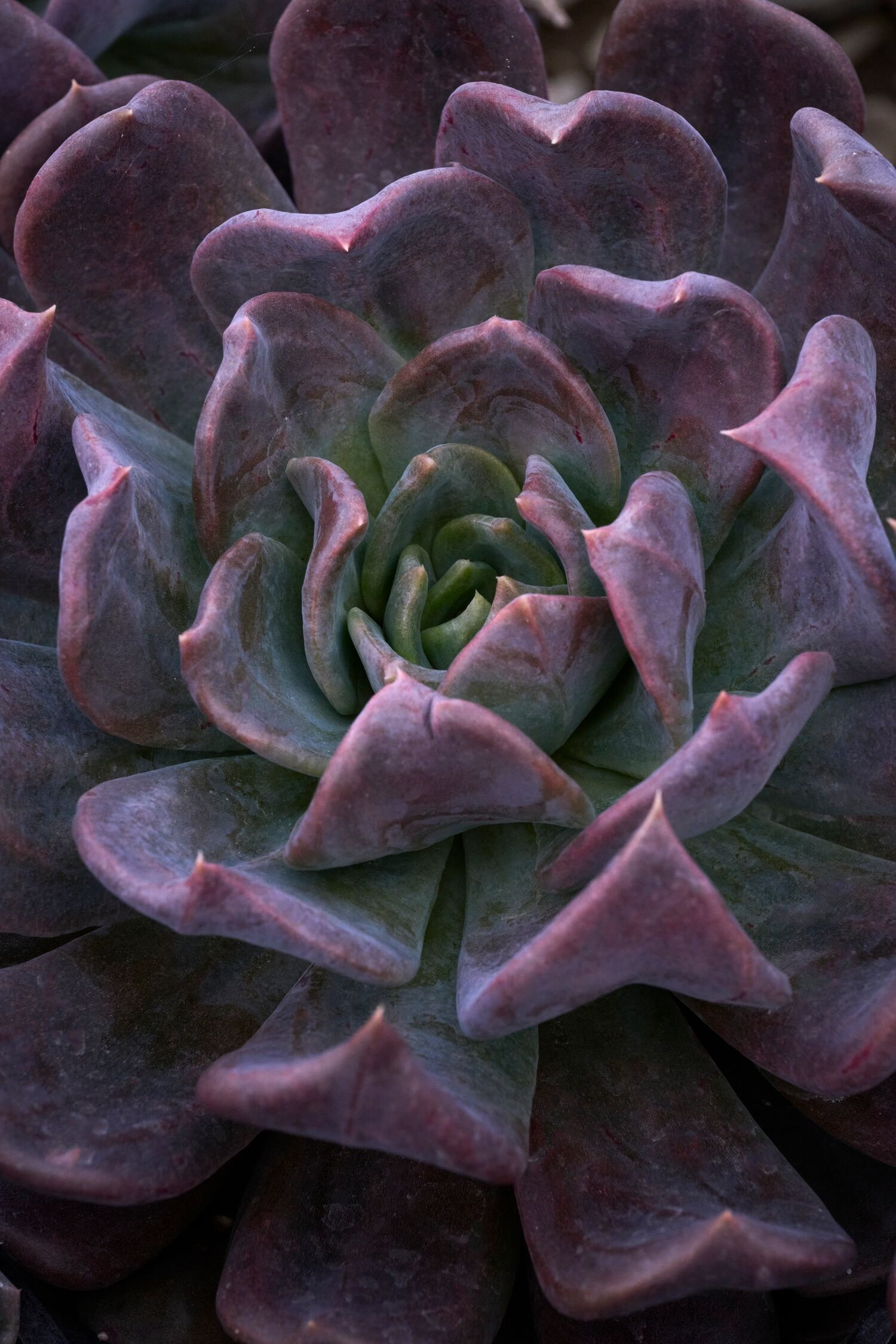 Gunner Echeveria, Echeveria 'Gunner', Monrovia Plant