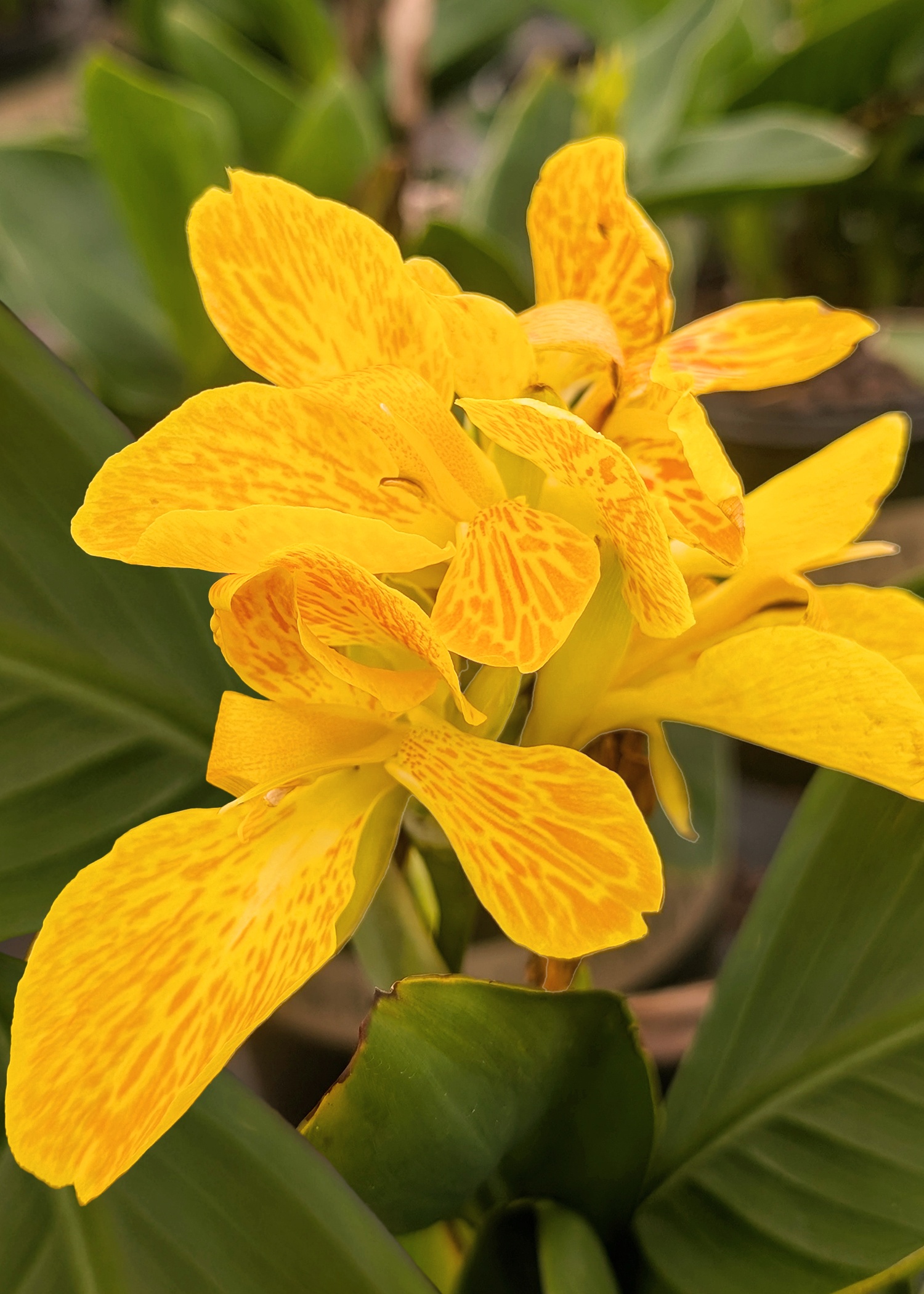 South Pacific Yellow Canna Lily, Canna x 'South Pacific Yellow'