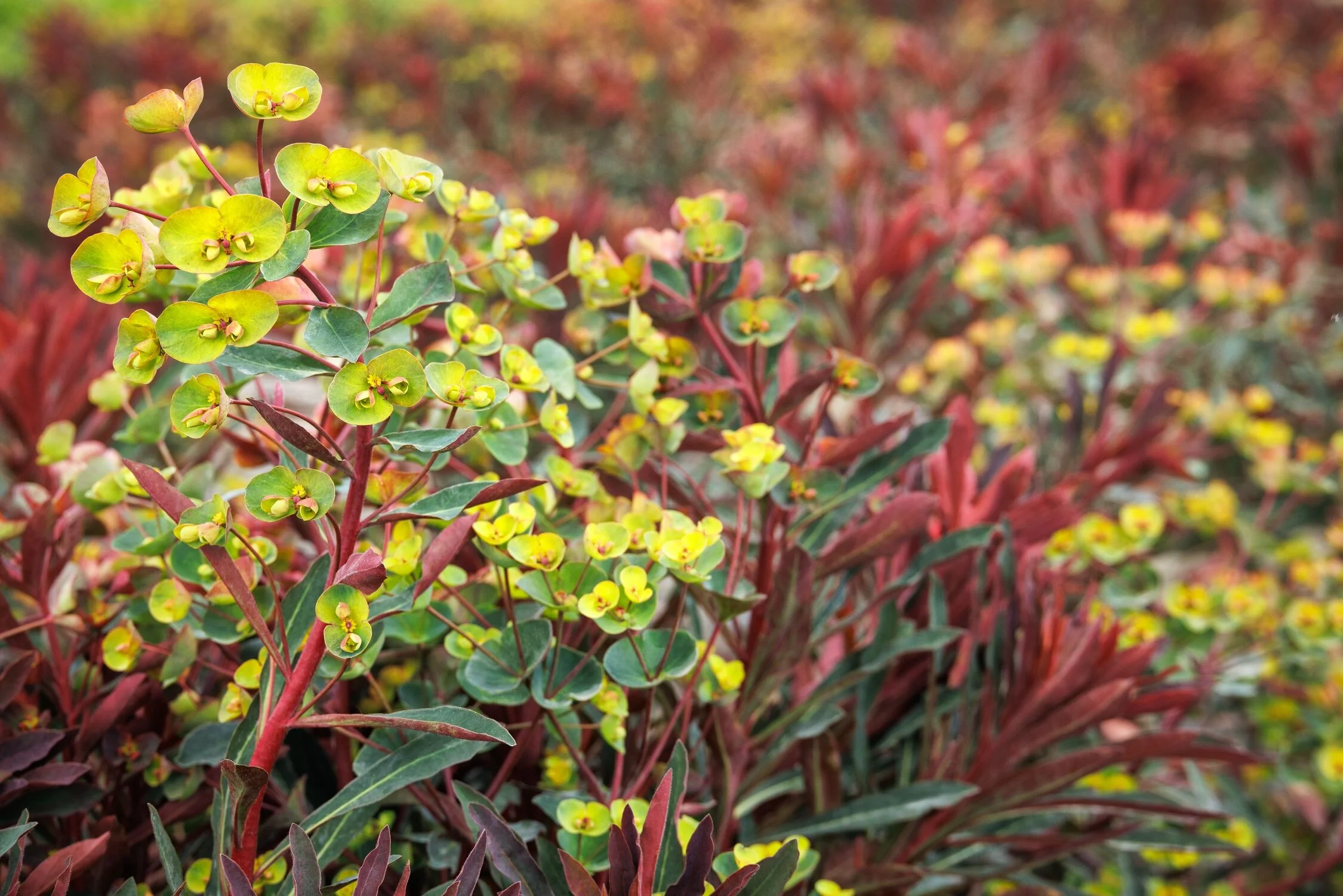 © Monrovia by Doreen Wynja