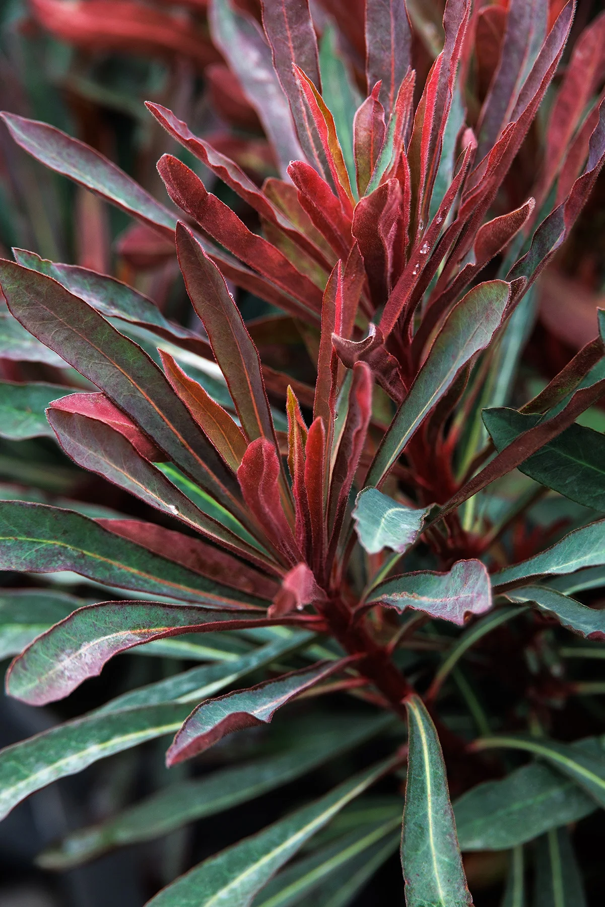 © Monrovia by Doreen Wynja