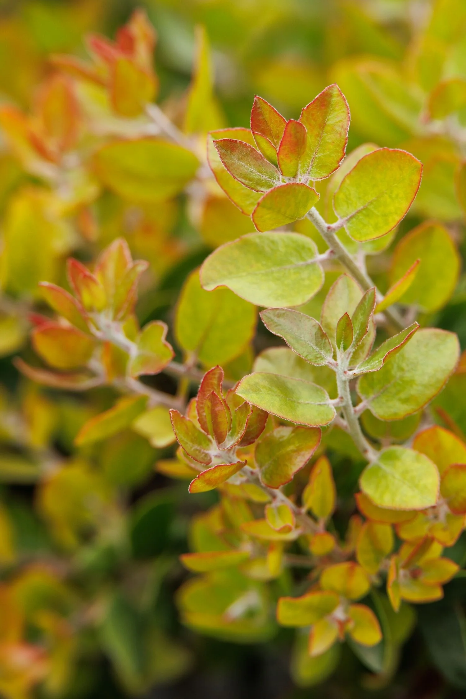 © Monrovia by Doreen Wynja