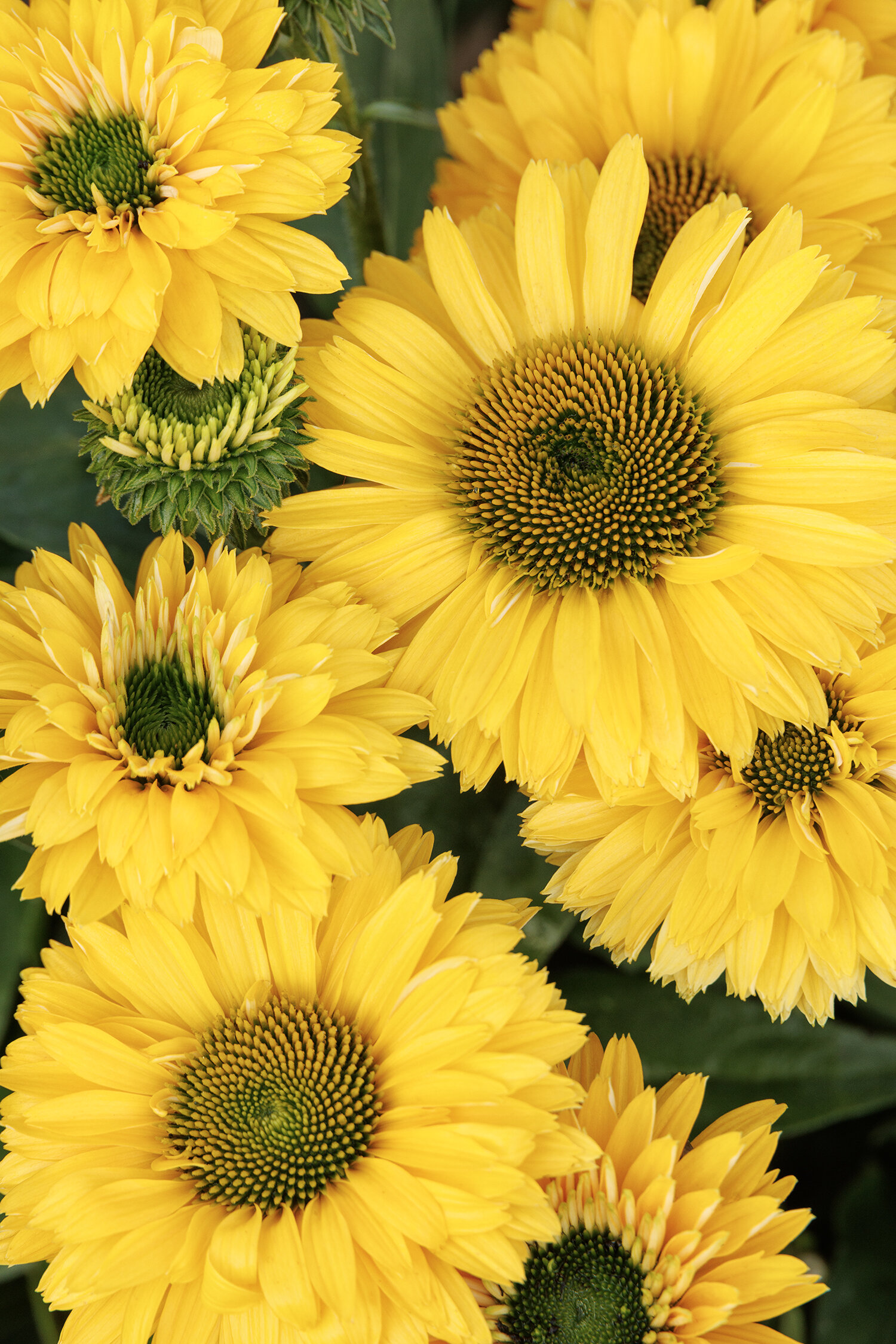 SunSeekers® Golden Sun Coneflower, Echinacea 'Golden Sun