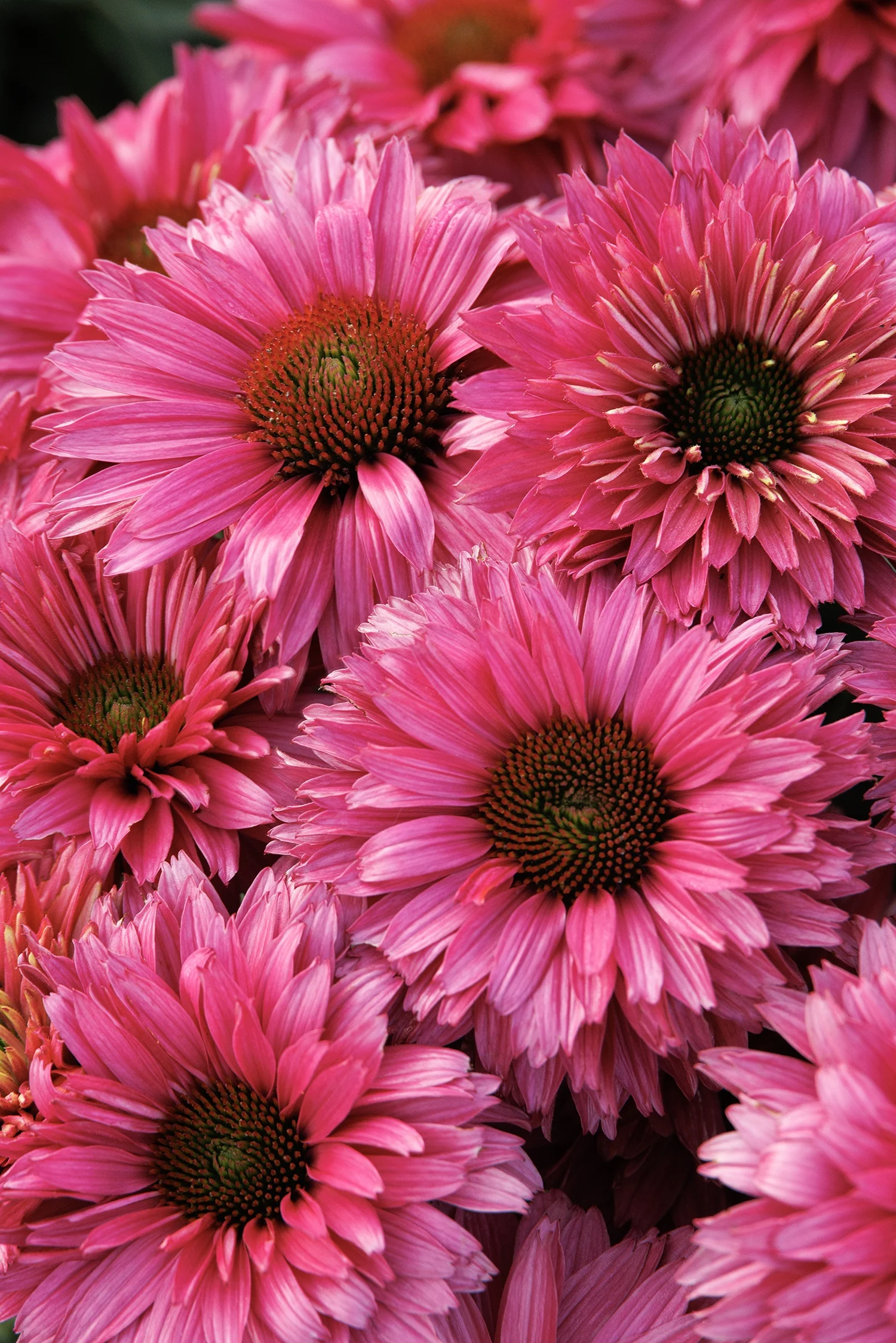 © Monrovia by Doreen Wynja