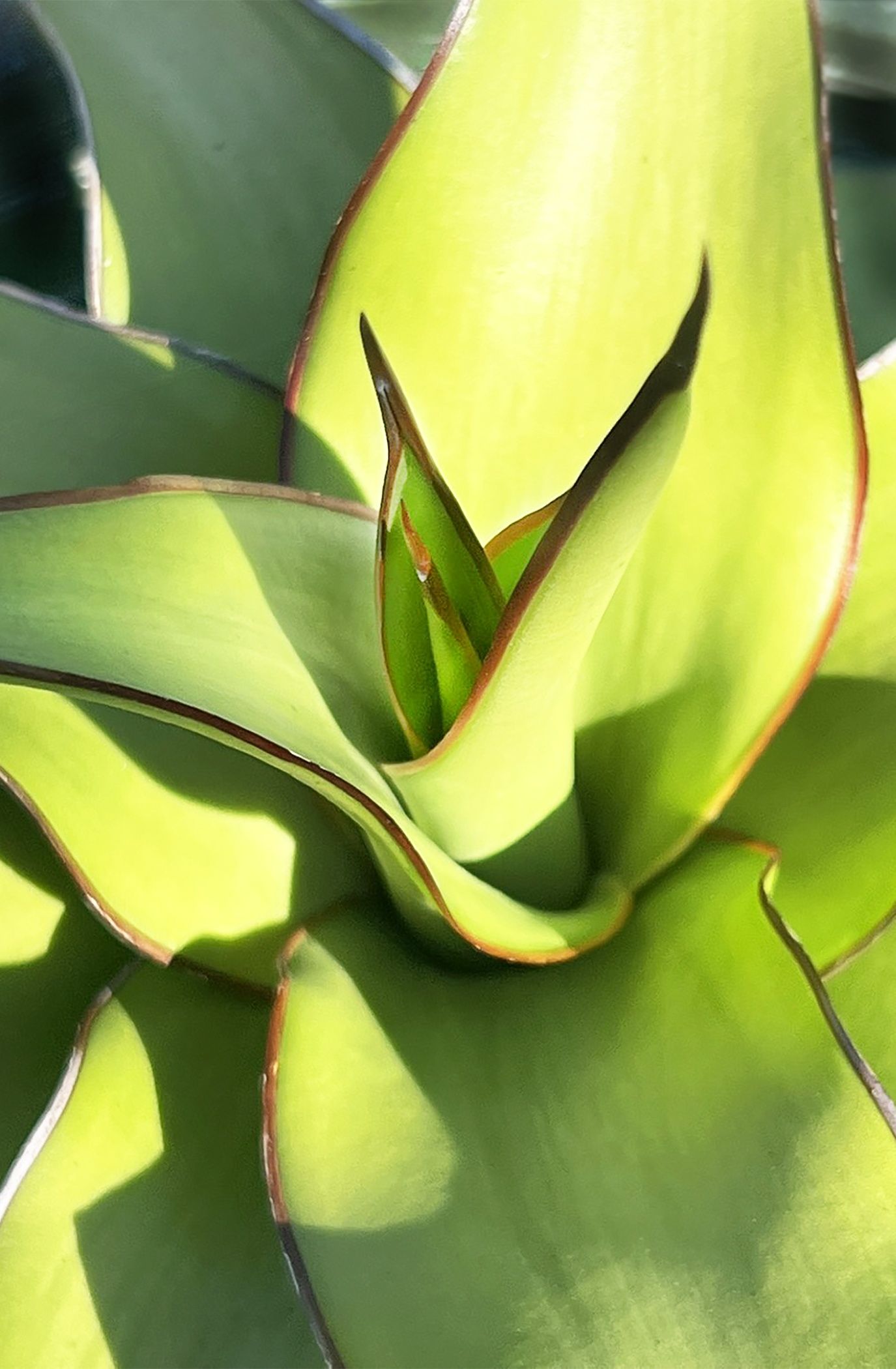 Chazaroi Agave, Agave chazaroi, Monrovia Plant