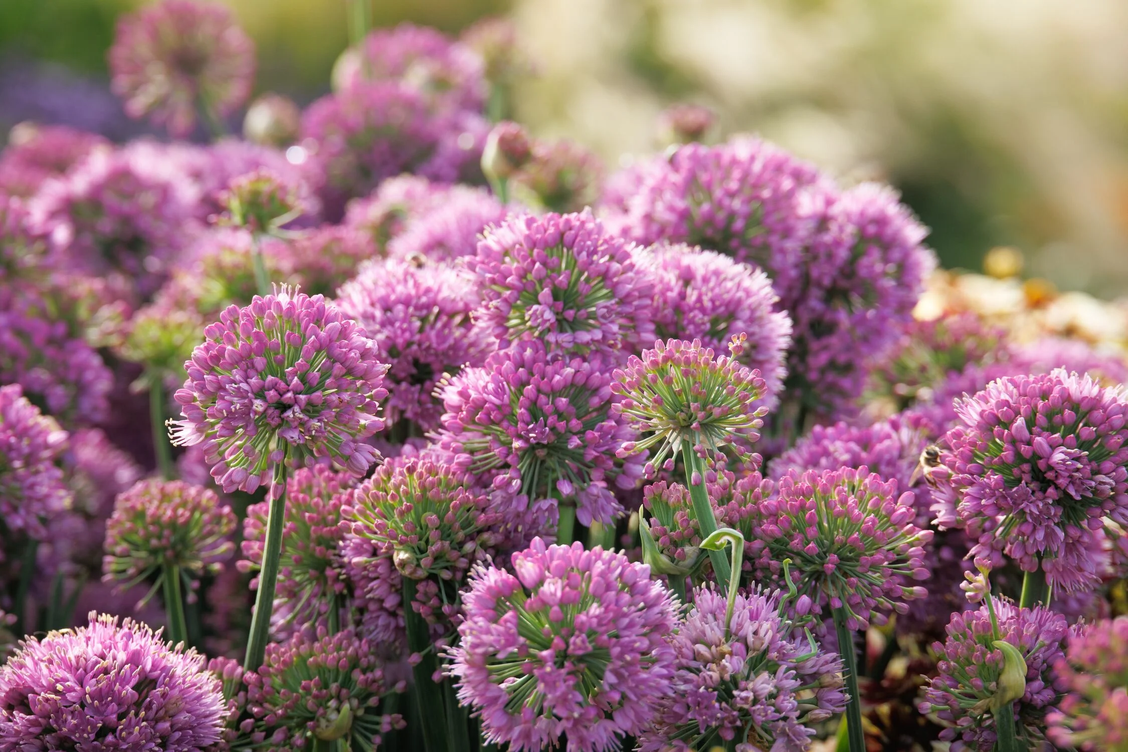 © Monrovia by Doreen Wynja