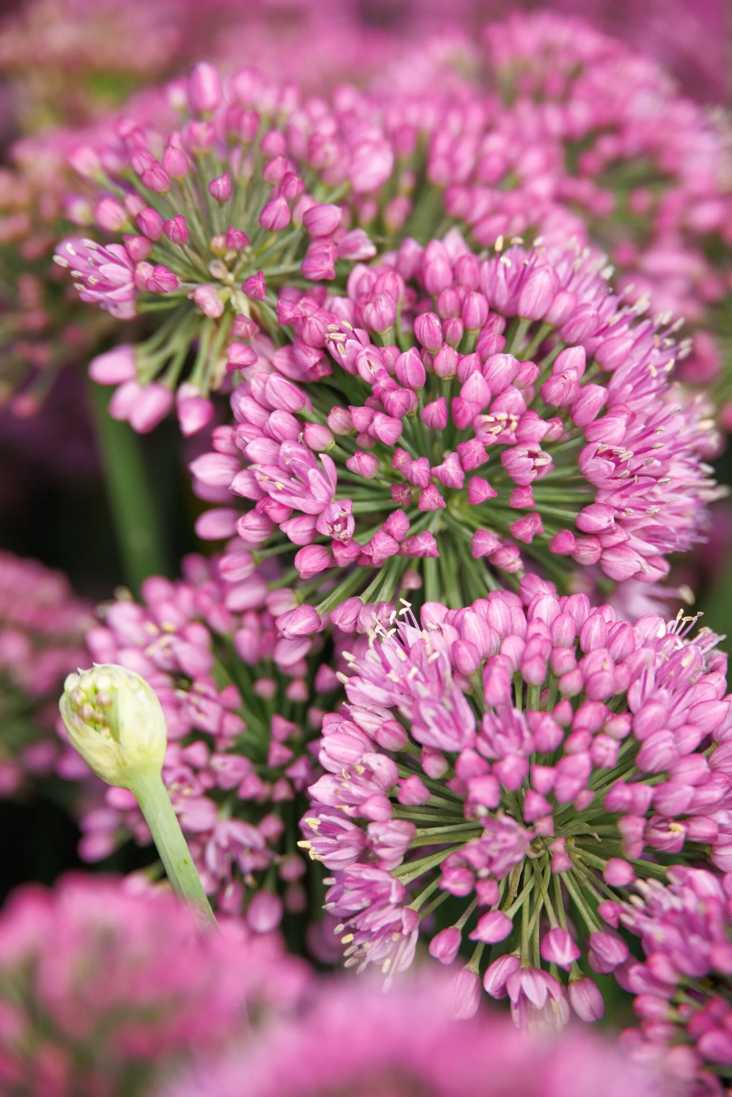 © Monrovia by Doreen Wynja