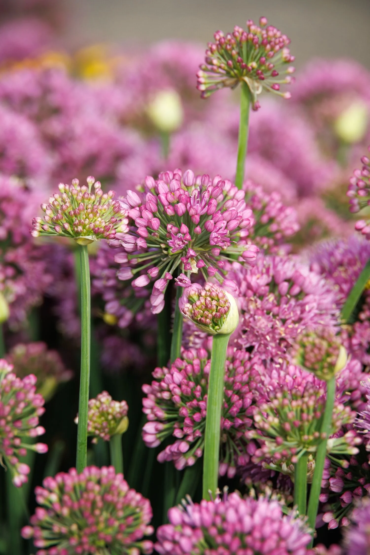 © Monrovia by Doreen Wynja