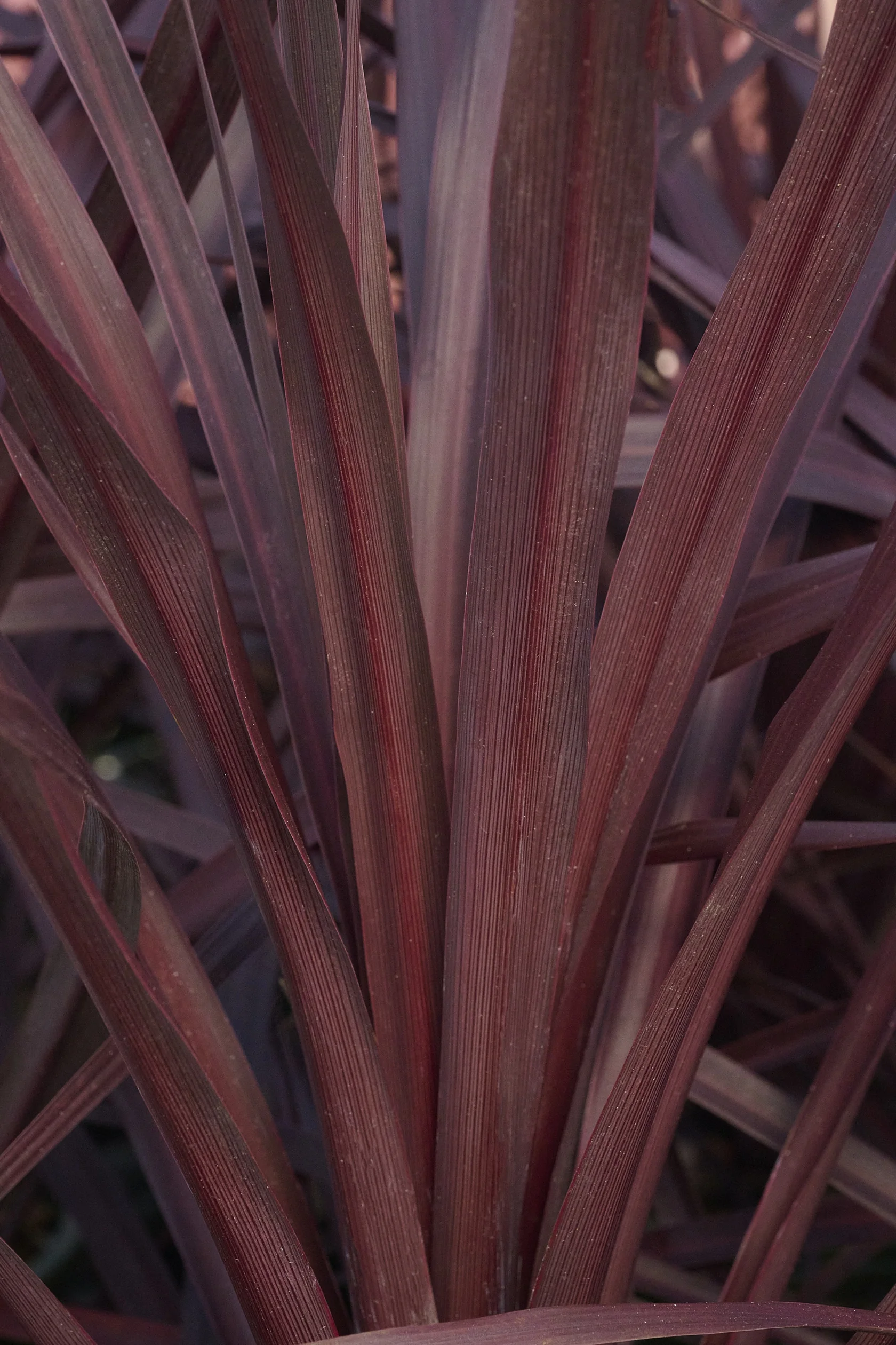Very Cherry Cordyline, Cordyline 'pppcored' PPAF, Monrovia Plant