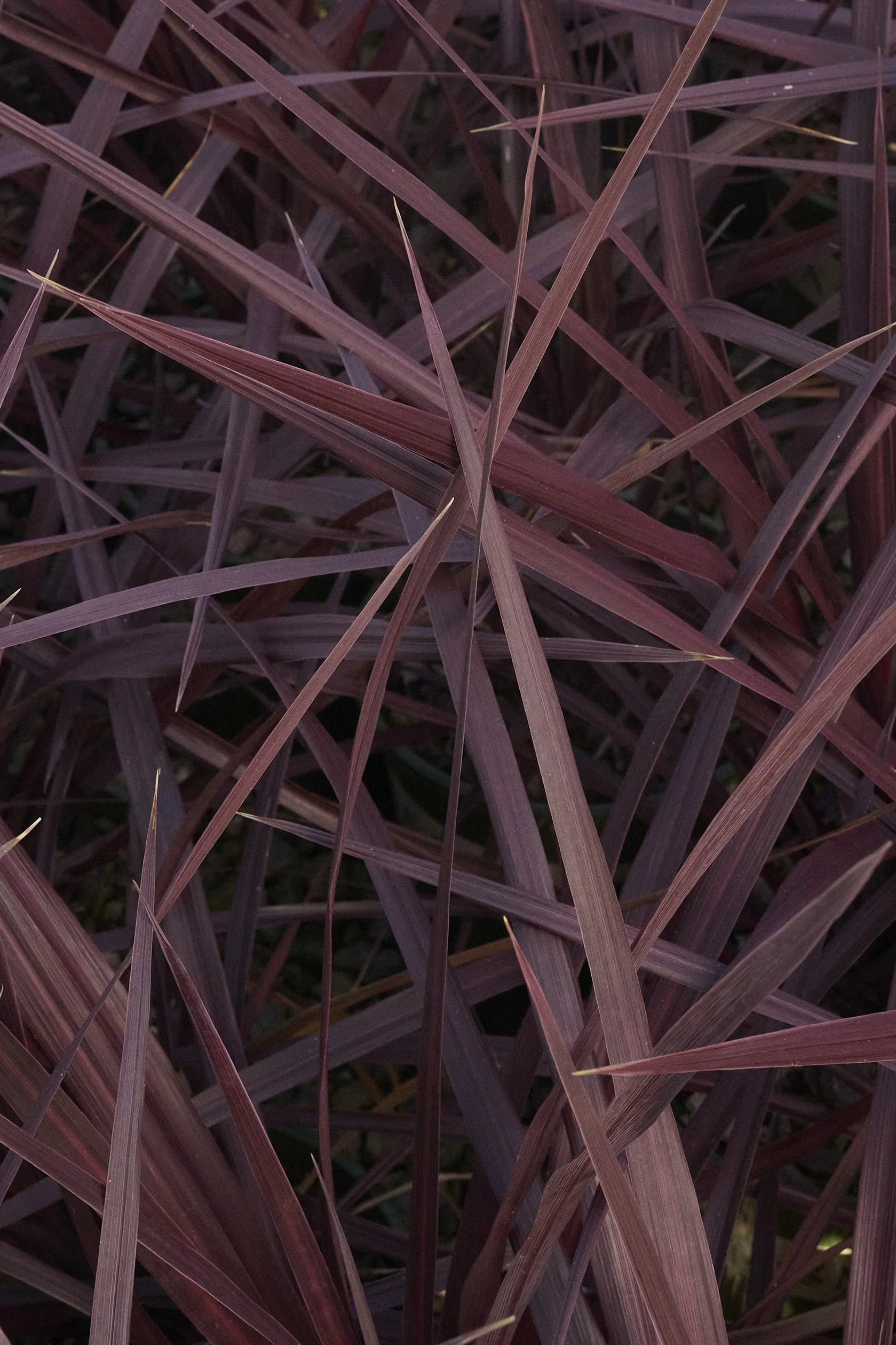 Very Cherry Cordyline, Cordyline 'pppcored' PPAF, Monrovia Plant