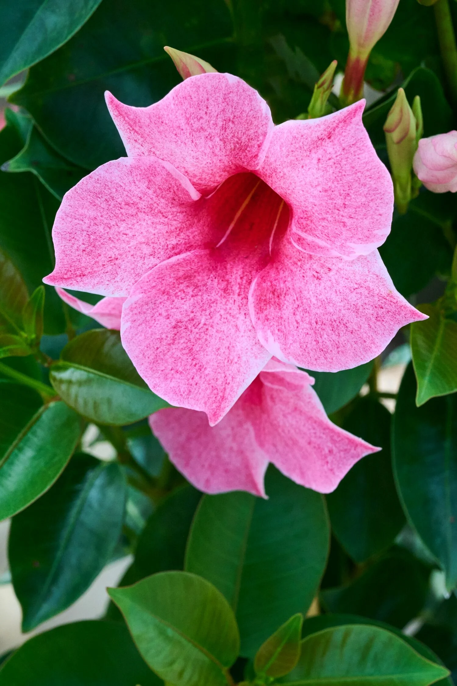 Sun Parasol® Original XP Mauvelous Mandevilla, Monrovia Plant