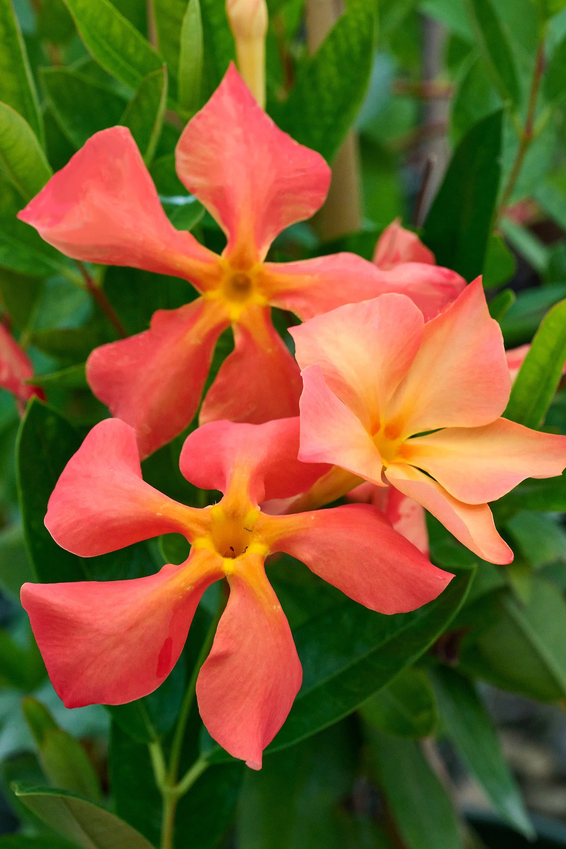 Sun Parasol® FiredUp™ Orange Mandevilla, Monrovia Plant