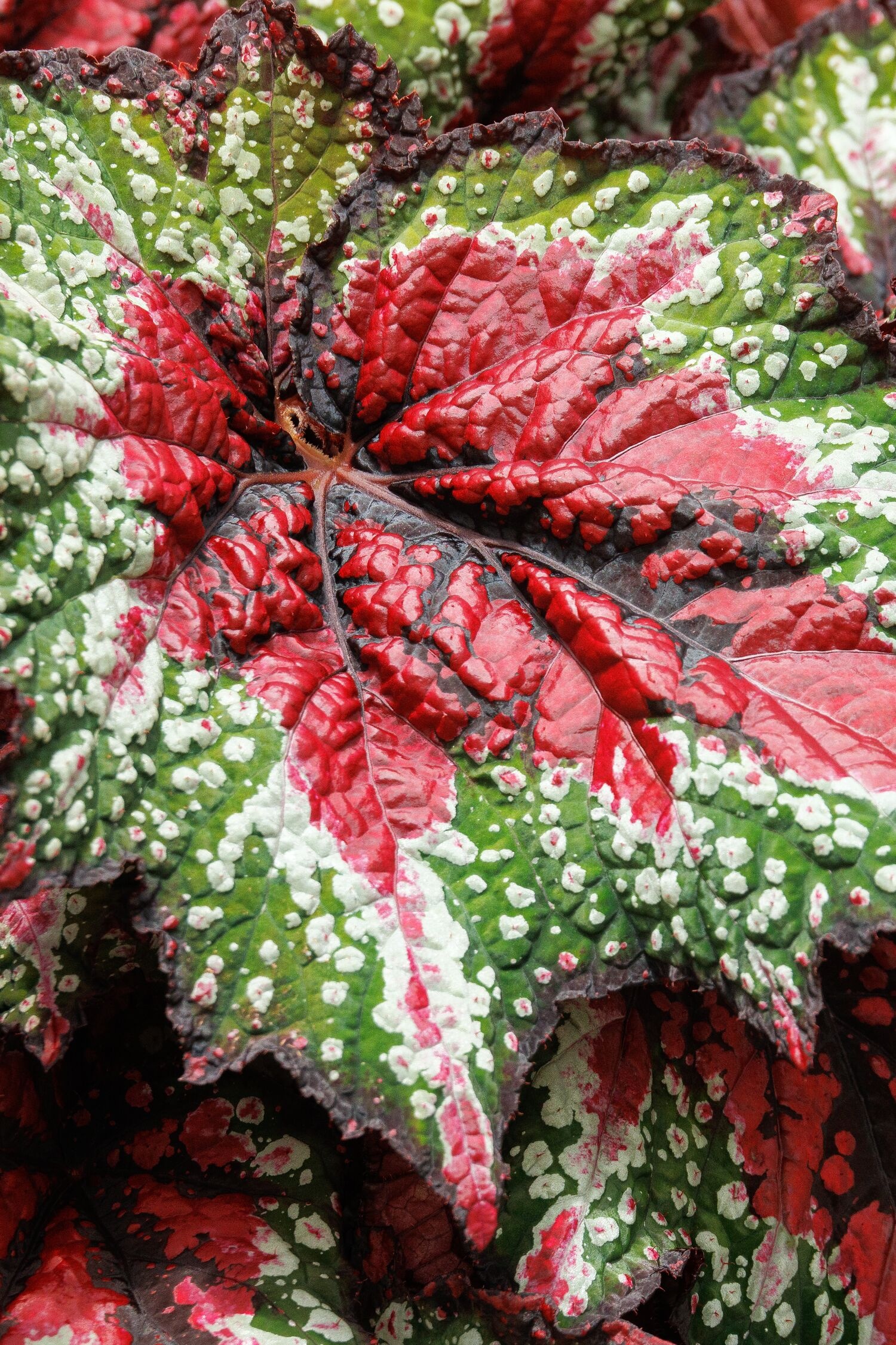 T Rex® St. Nick Rex Begonia, Begonia rex-cultorum 'St. Nick' PP