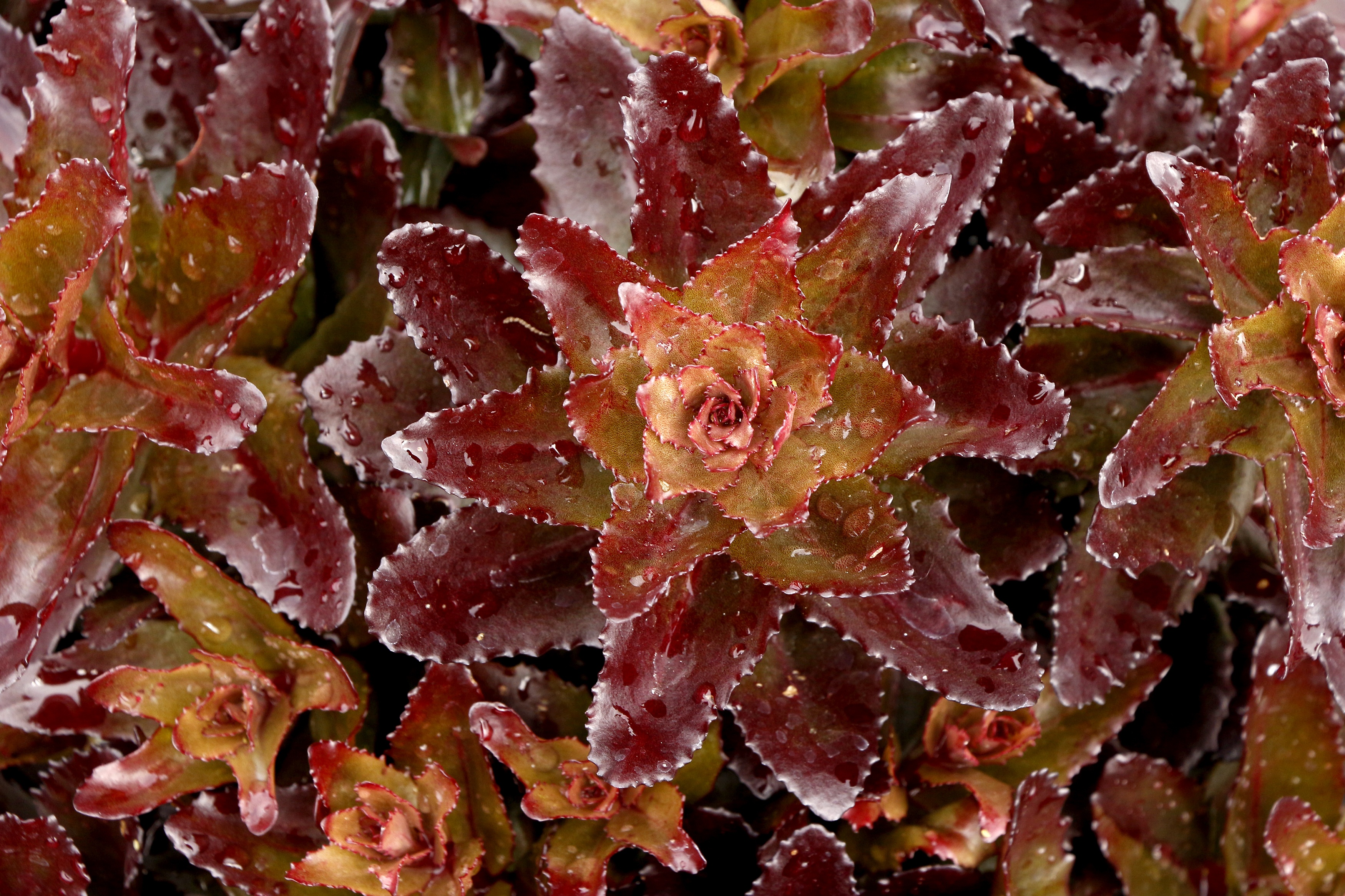 Nova® Cherry Fizz Sedum, Sedum x 'Cherry Fizz', Monrovia Plant
