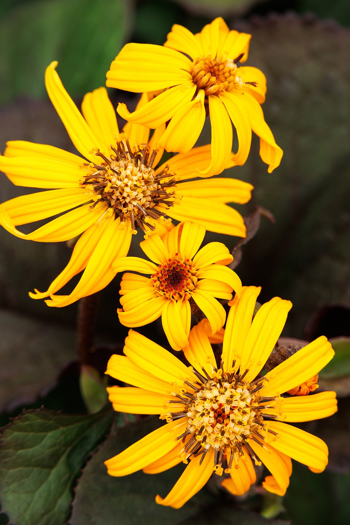Ligularia Midnight Lady, Ligularia dentata 'Midnight Lady', Monrovia Plant