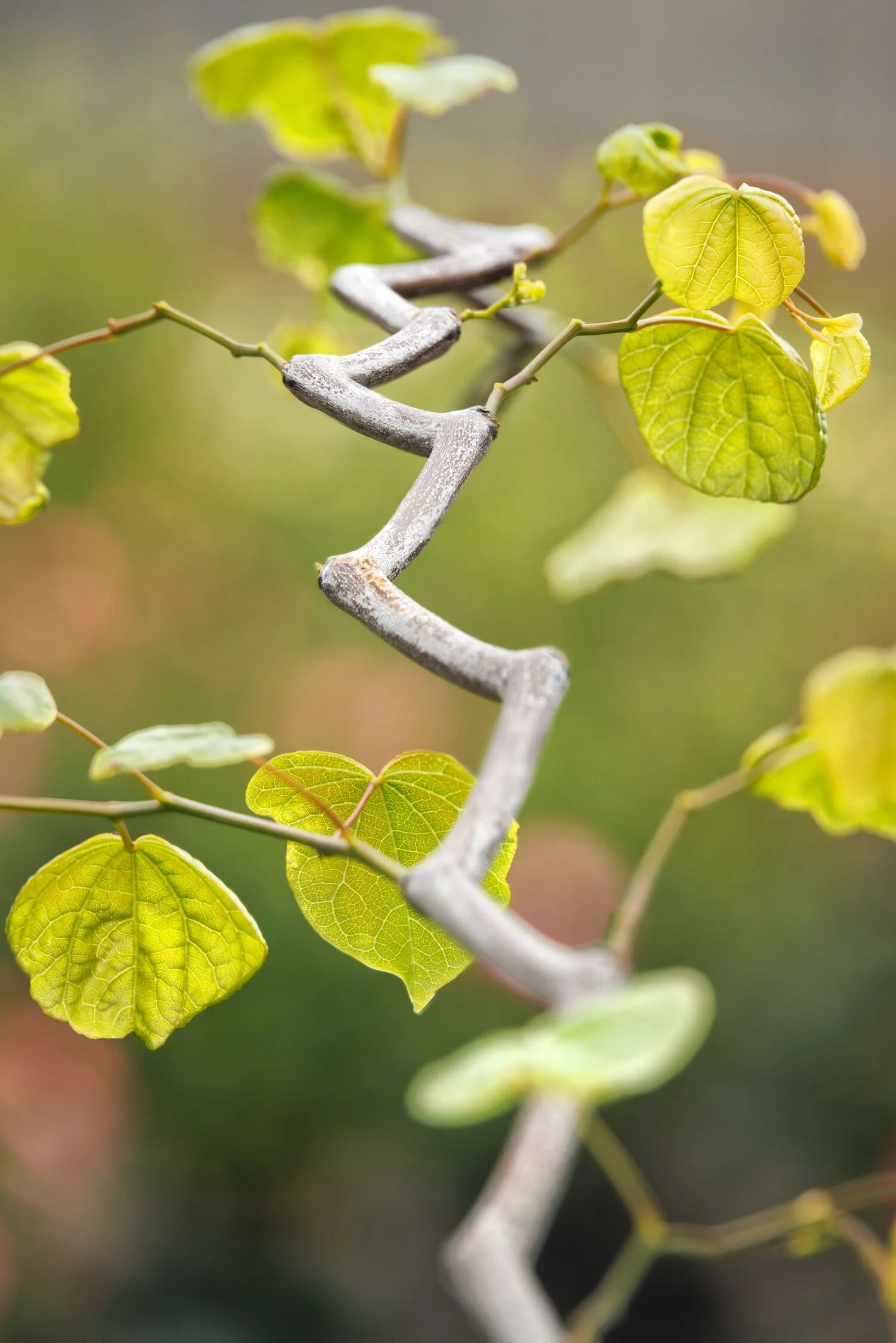 © Monrovia by Doreen Wynja