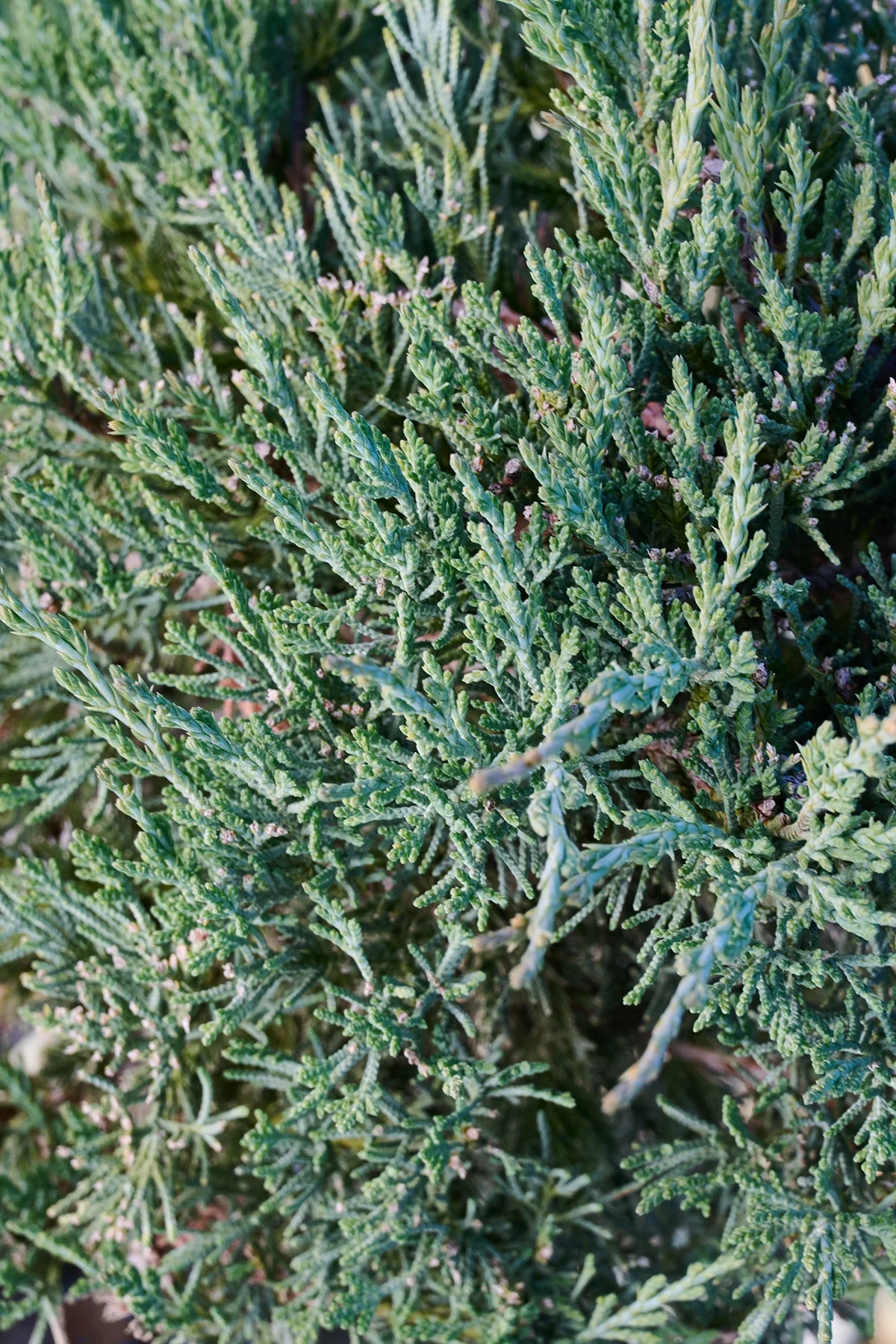 © Monrovia by Brandon Friend-Solis
