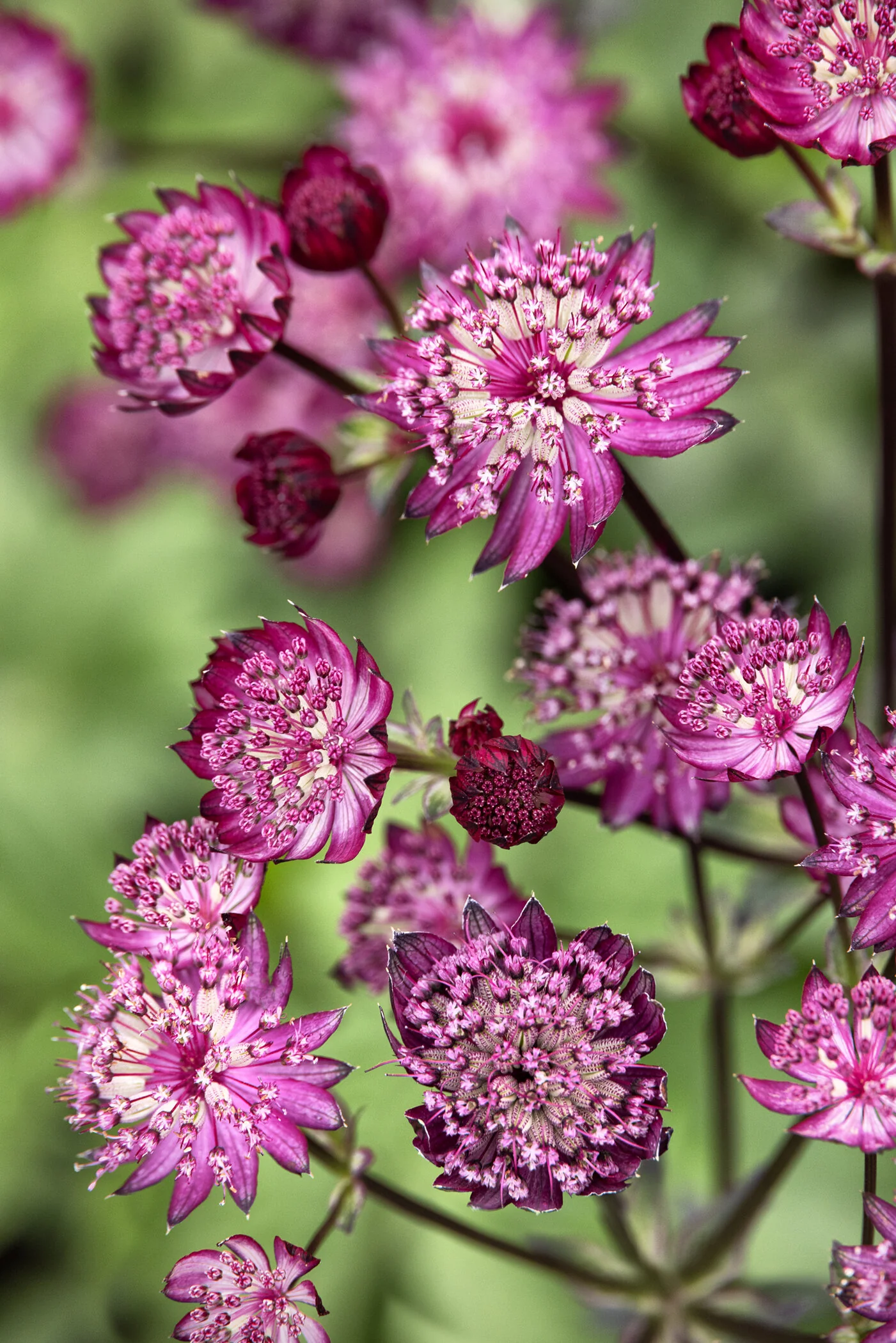 Magical Diamonds Red Masterwort, Astrantia major 'Magical Diamonds Red'