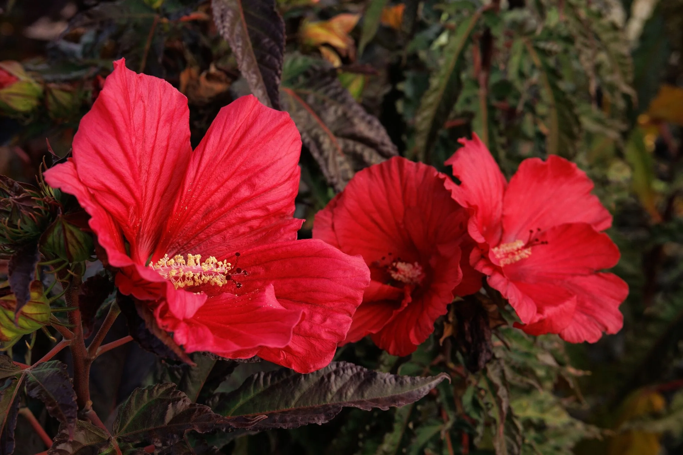 Moonshadow™ Morello Hardy Hibiscus, Hibiscus moscheutos 'Morello' PPAF