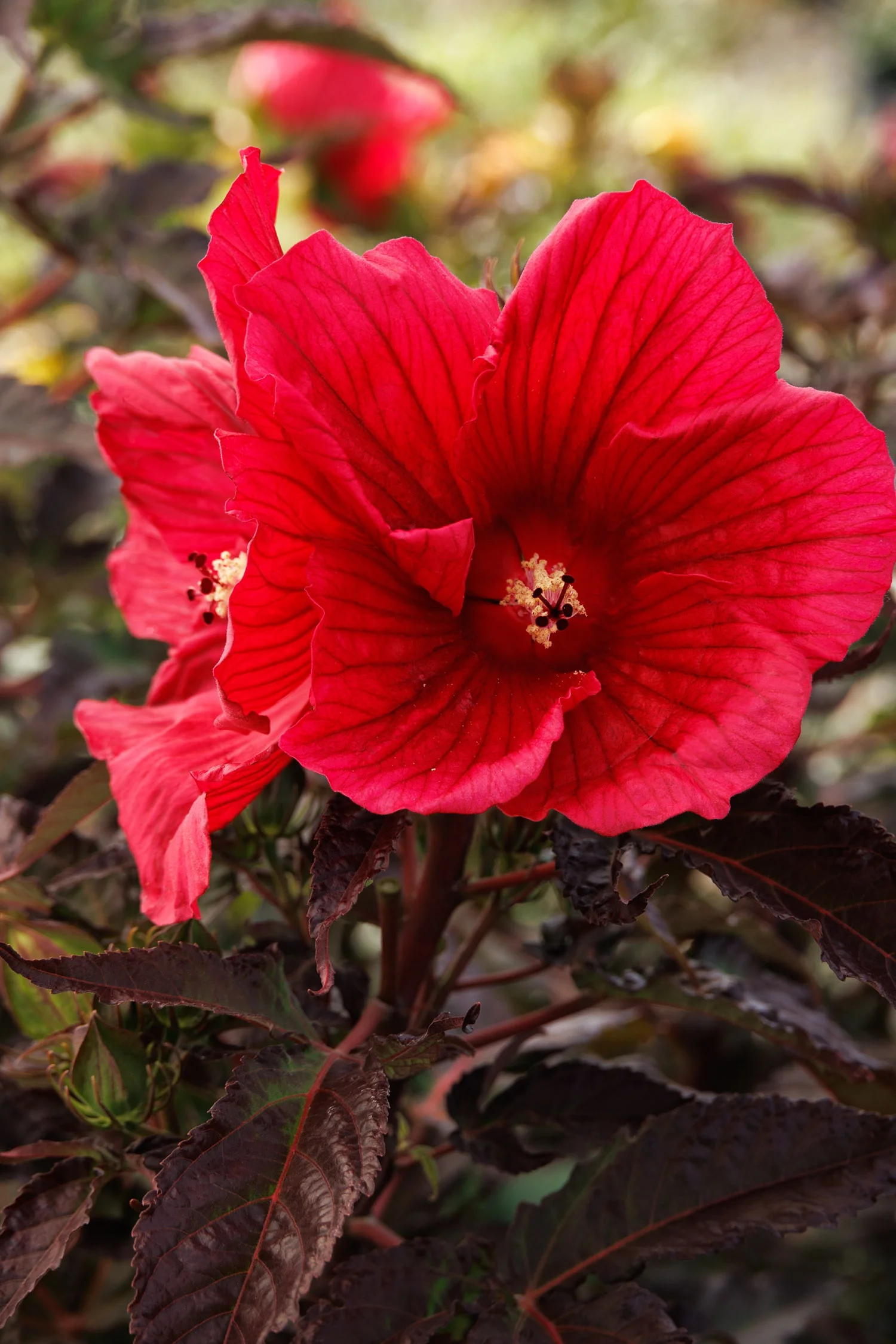 【レア】モカ　HEROs バインド、シュヴァルツ、ROSSOⅡ レア】モカ HEROs バインド、シュヴァルツ、ROSSOⅡ 20240411_3918539.jpg