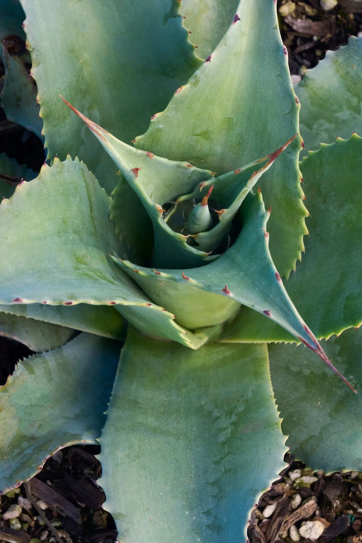 © Monrovia by Brandon Friend Solis 