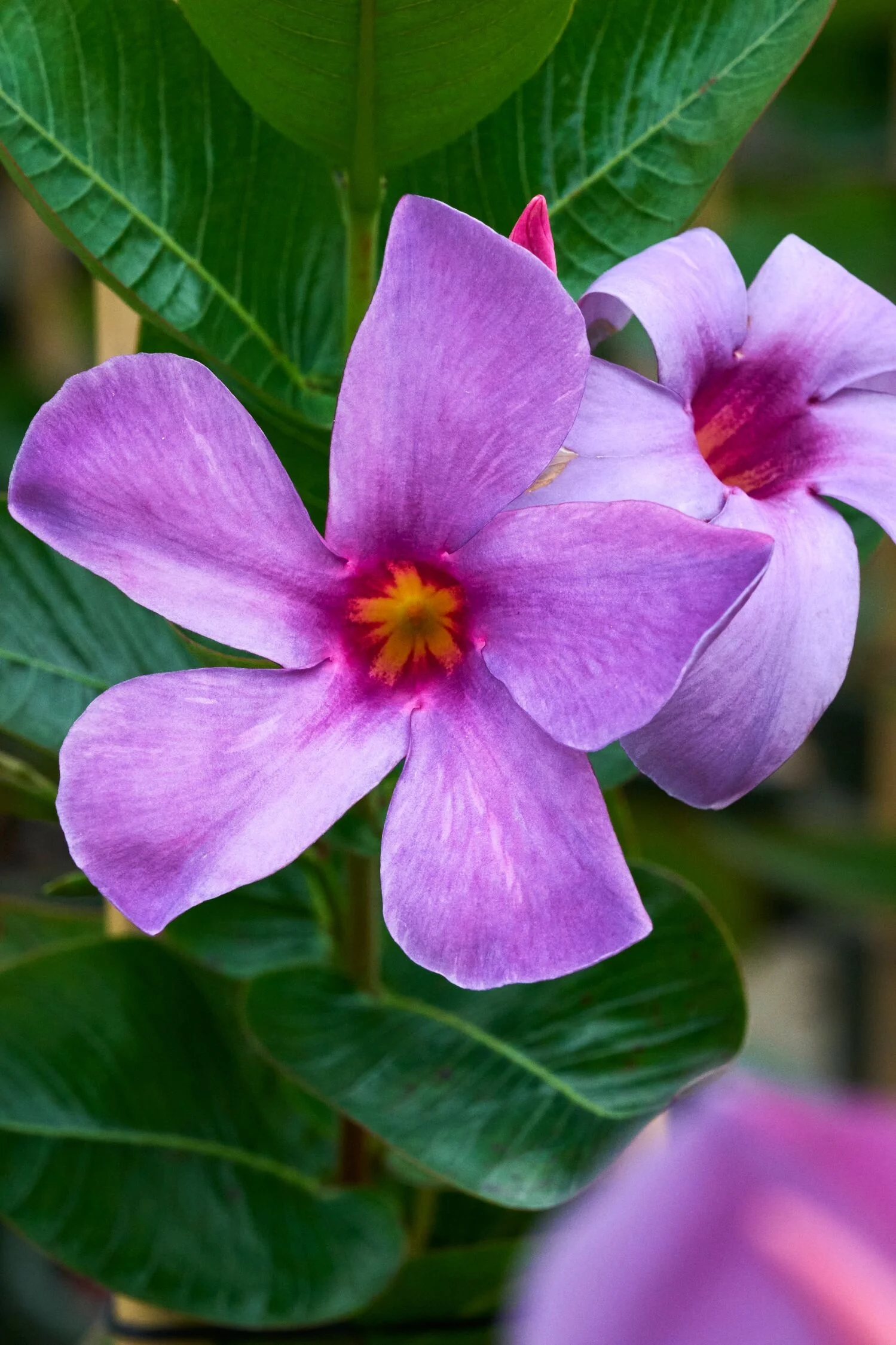 Sun Parasol® Original XP Bluephoria™ Mandevilla, Mandevilla hybrid