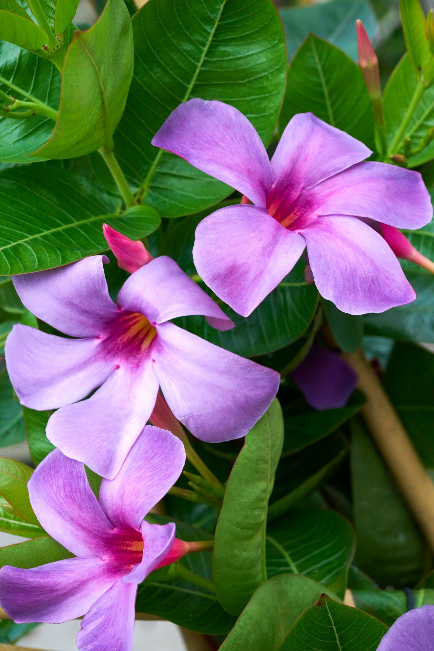 Sun Parasol® Original XP Bluephoria™ Mandevilla, Mandevilla hybrid