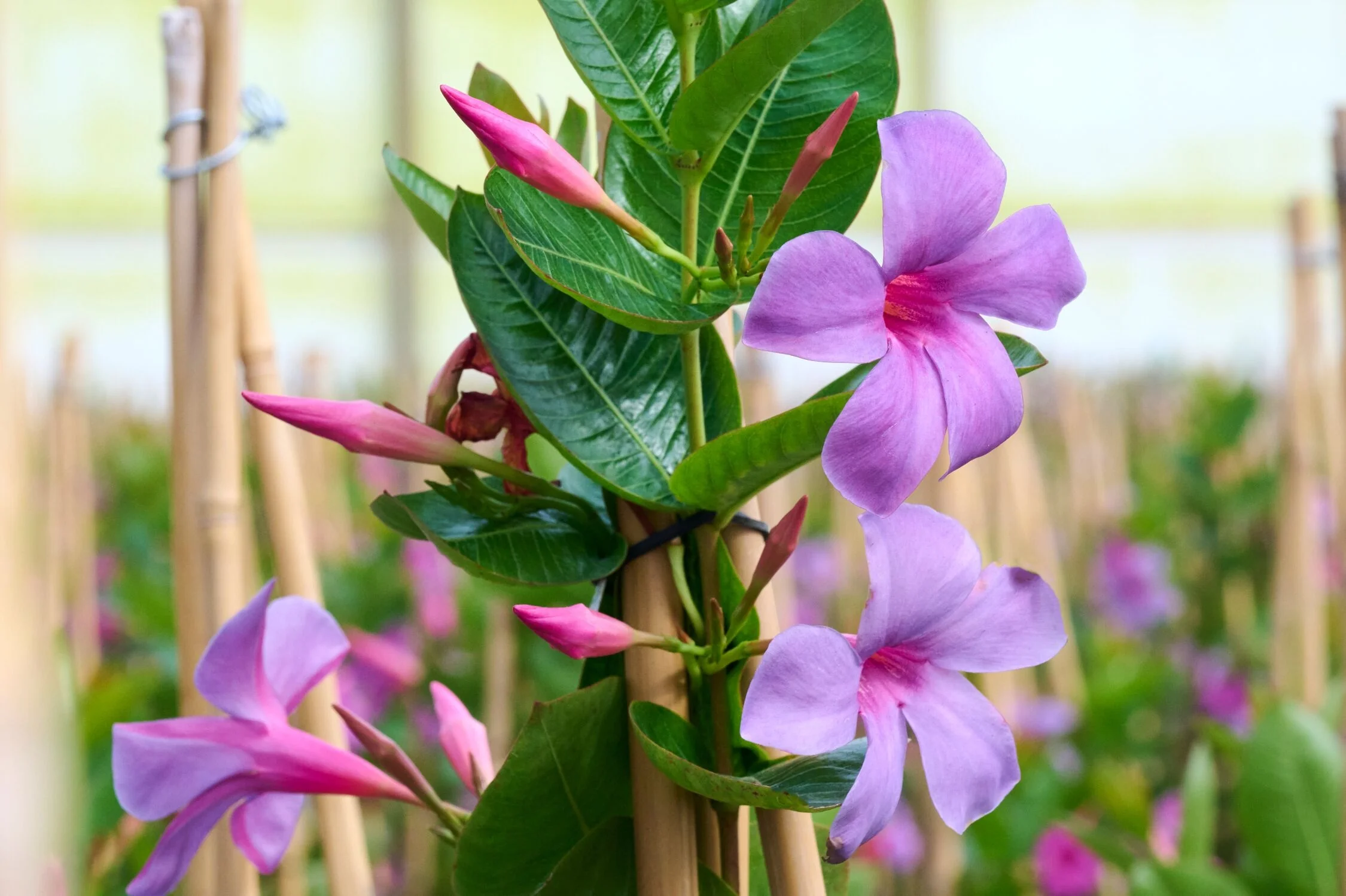 Sun flower　スタビ❶5-2グラフ1000 5-8 s20 Sun Parasol® Original XP Bluephoria™ Mandevilla, Mandevilla hybrid