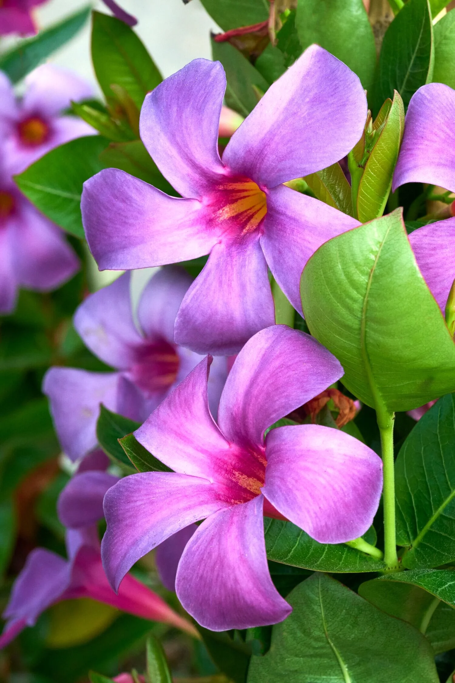 見杉宗則　My Garden Sun Parasol® Original XP Bluephoria™ Mandevilla, Mandevilla hybrid
