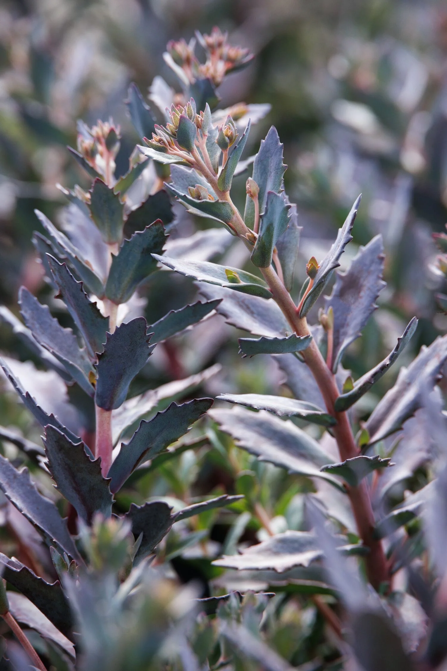 © Monrovia by Doreen Wynja