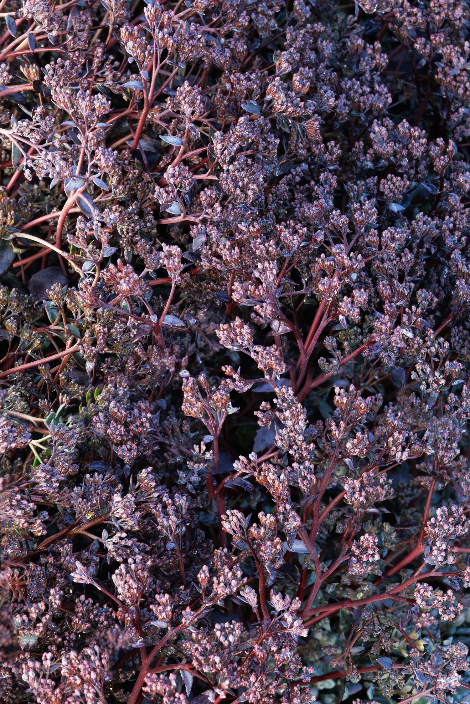 © Monrovia by Doreen Wynja