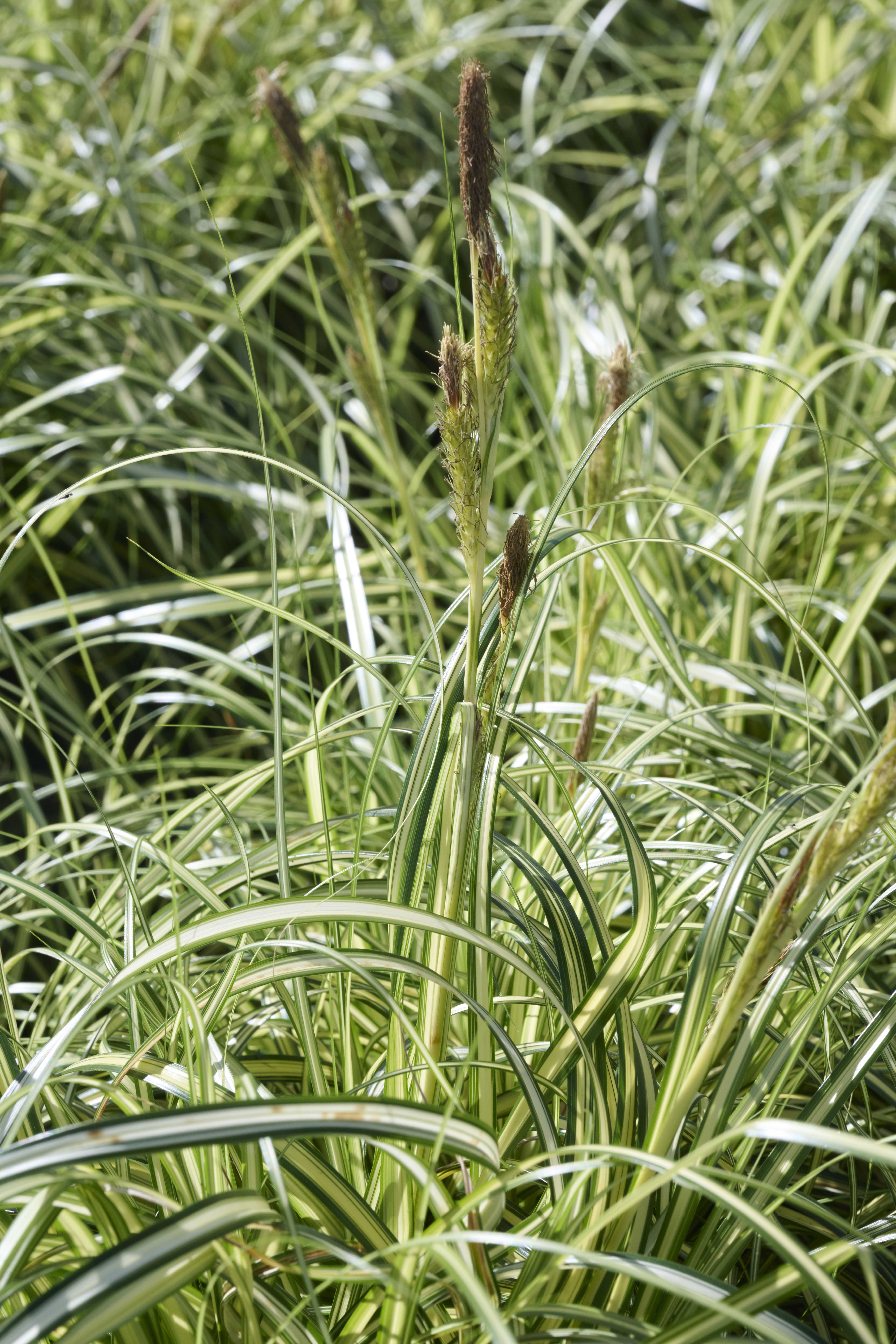 Moon Falls Sedge, Carex x 'ET CRX 904' PP #35,022, Monrovia Plant