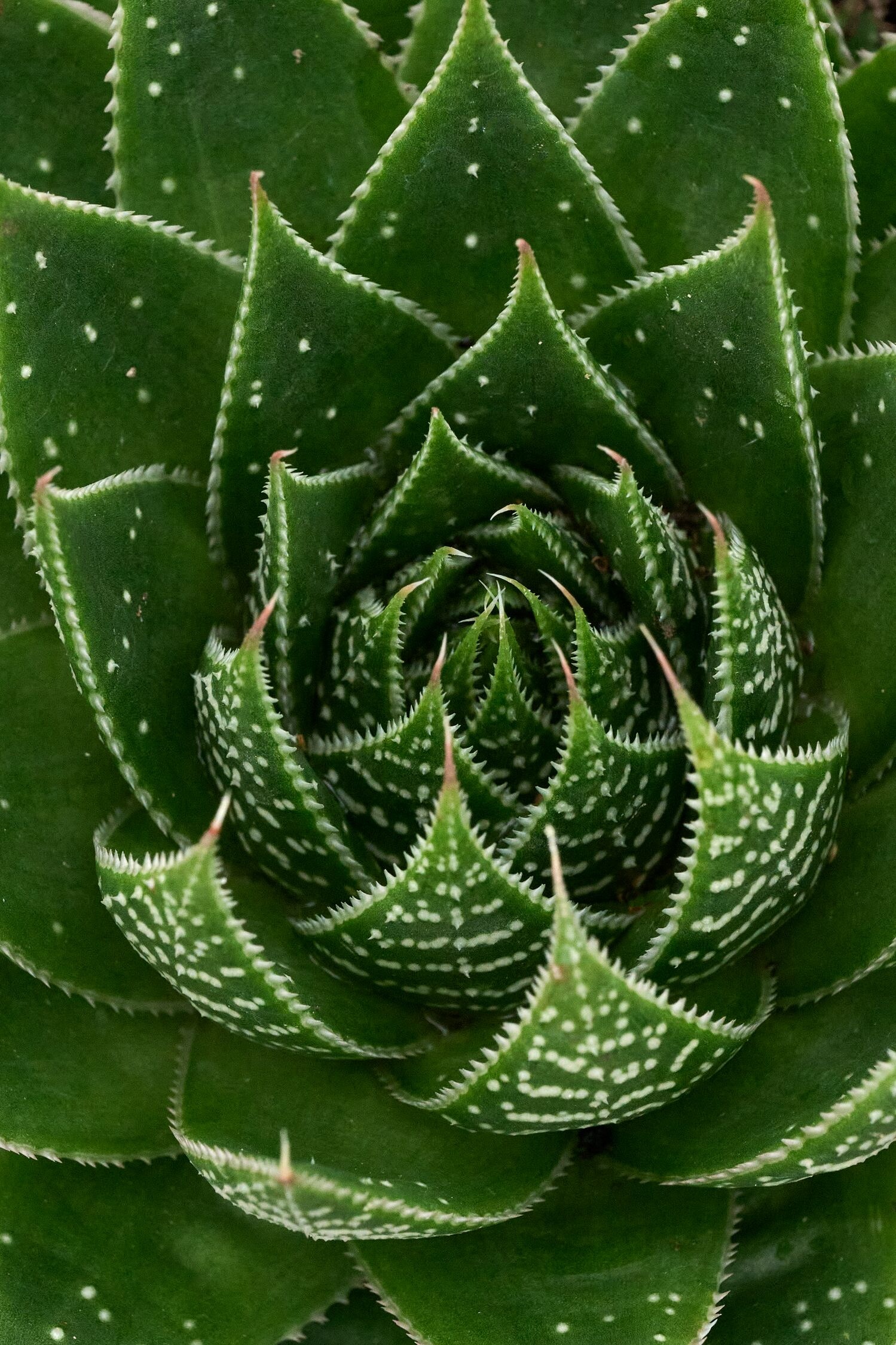 Ami Lace Aloe, Aloe aristata 'Ami', Monrovia Plant