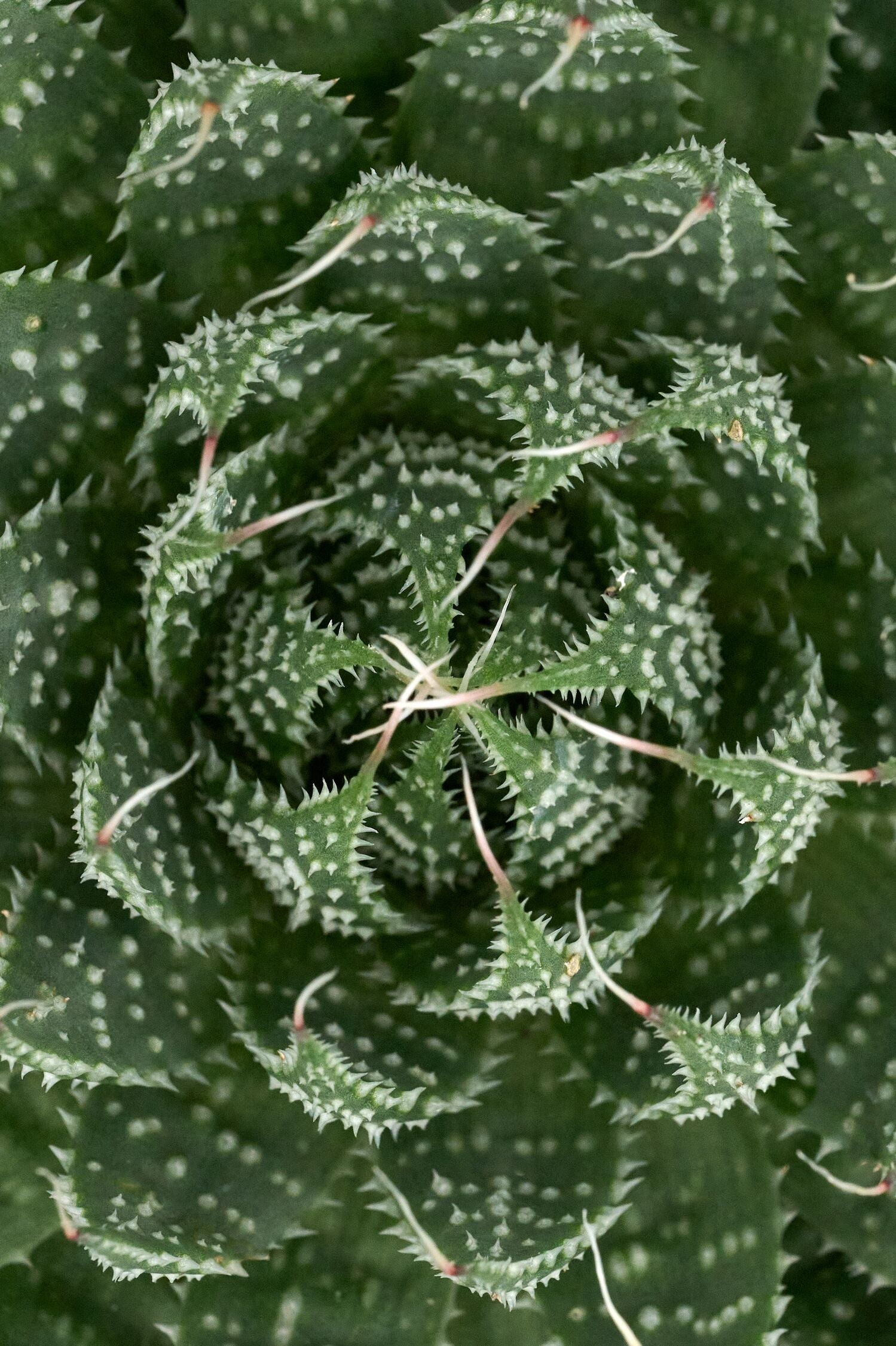 Ami Lace Aloe, Aloe aristata 'Ami', Monrovia Plant