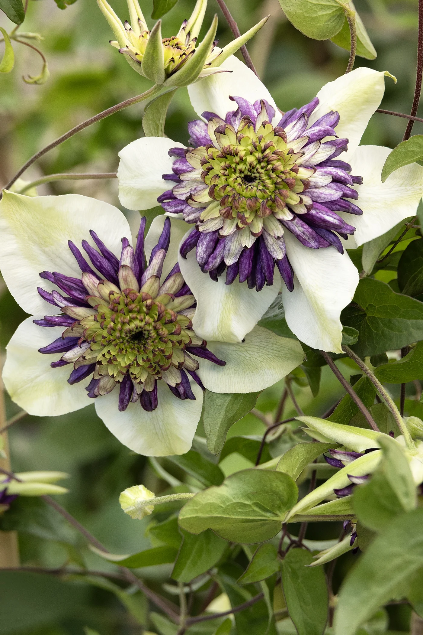 © Monrovia Nursery by Doreen Wynja