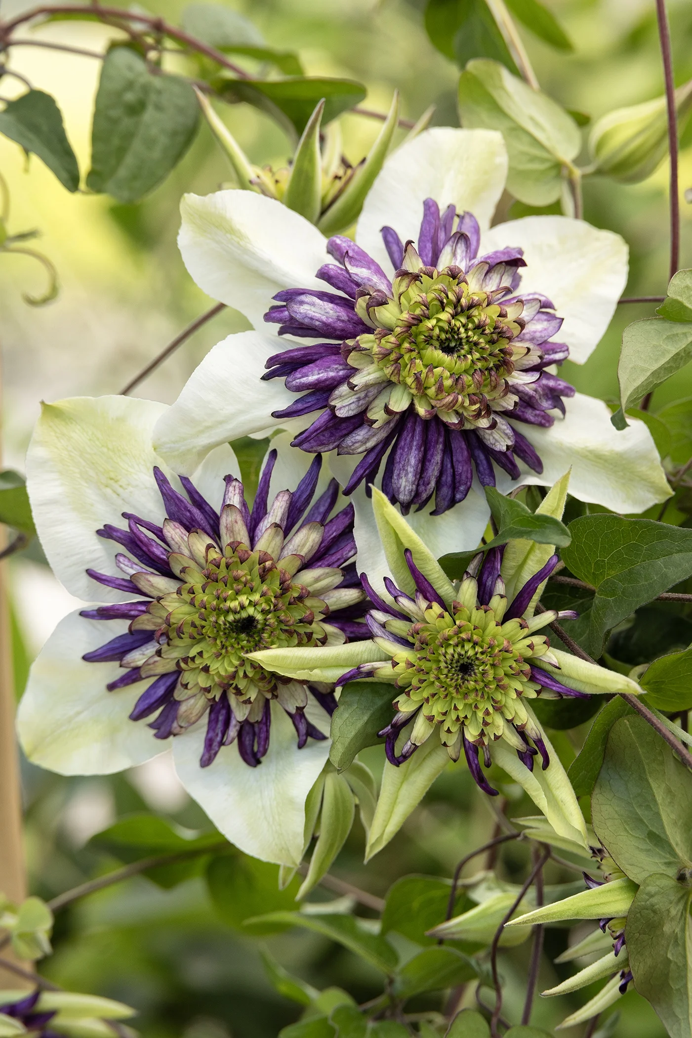 © Monrovia Nursery by Doreen Wynja