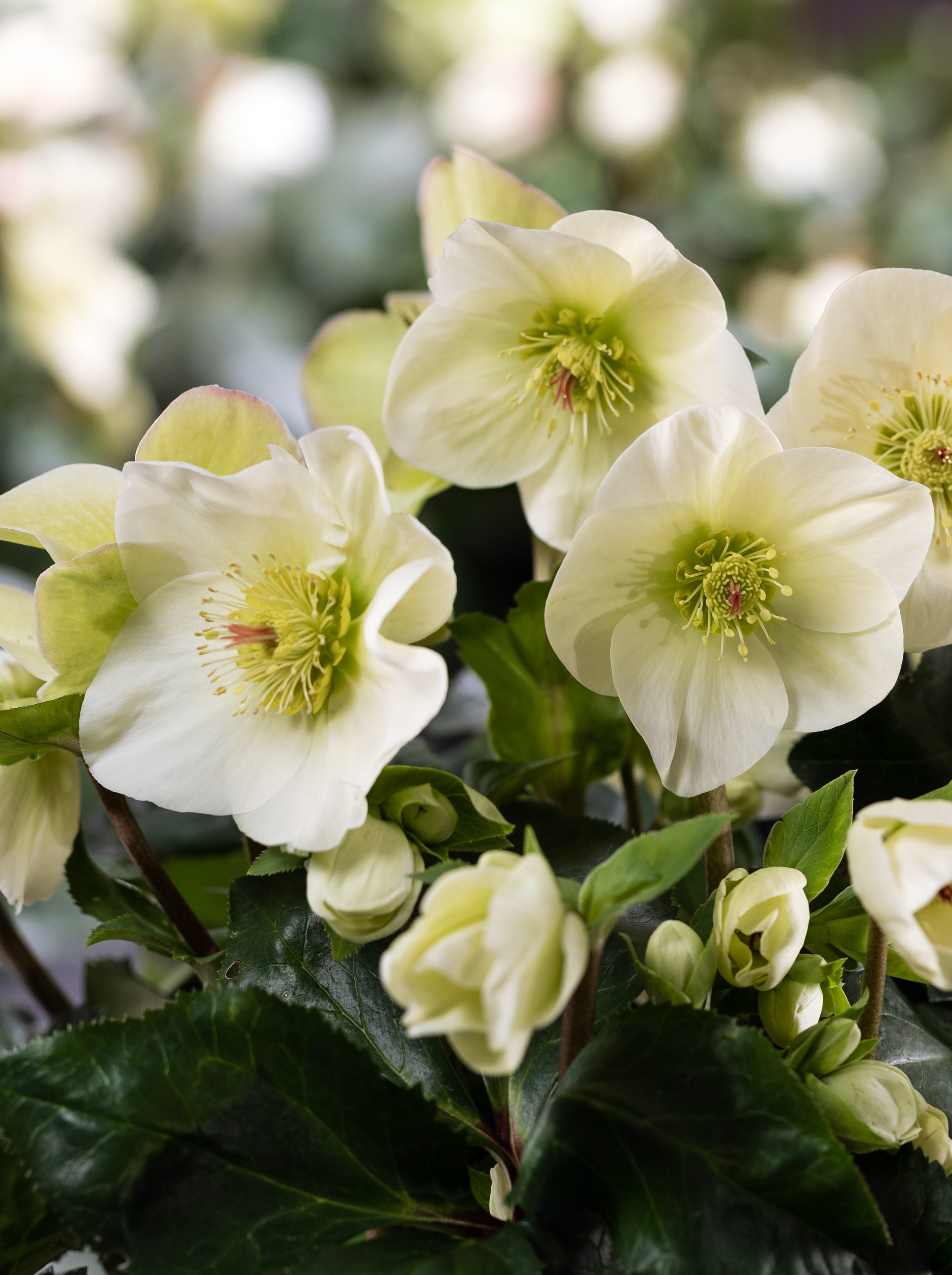 hjk_tobe　ice breaker NATUREDYE Ice Breaker® Lemony Hellebore, Helleborus x hybridus 'HF 1114' PP