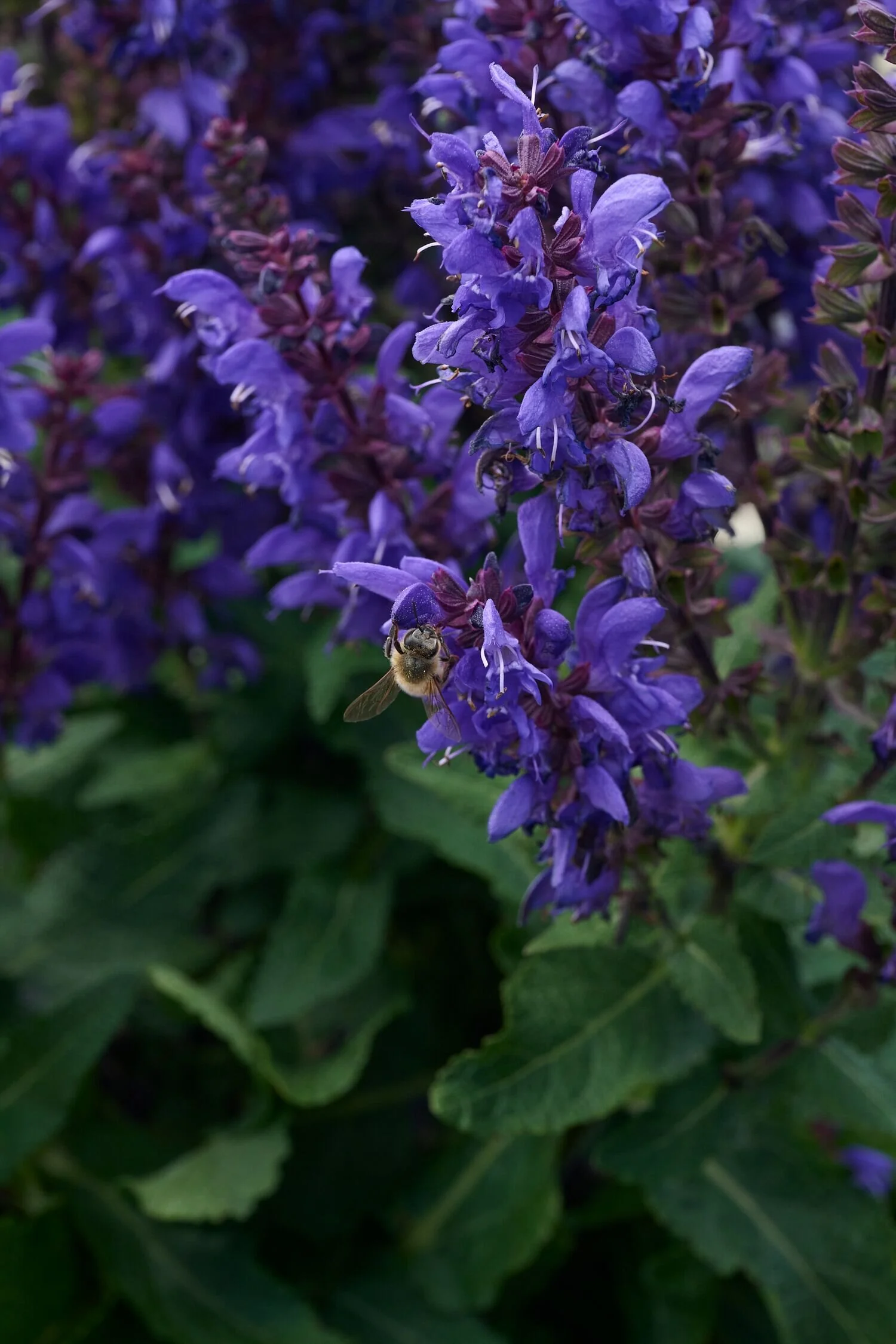 Noble Knight Meadow Sage