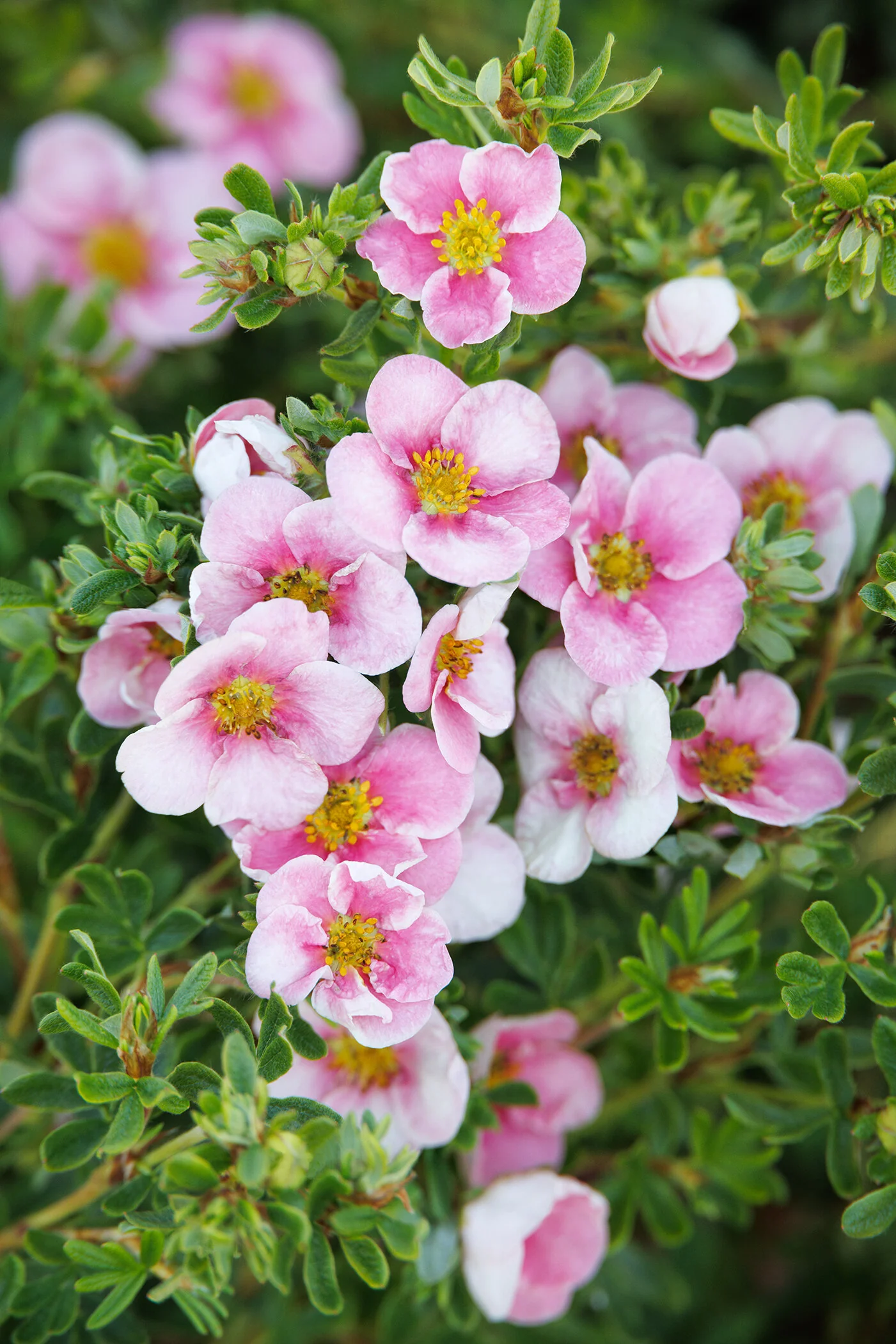 落葉樹 Pink n pretty Pink N' Pretty® Potentilla, Potentilla fruticosa 'Pink with White