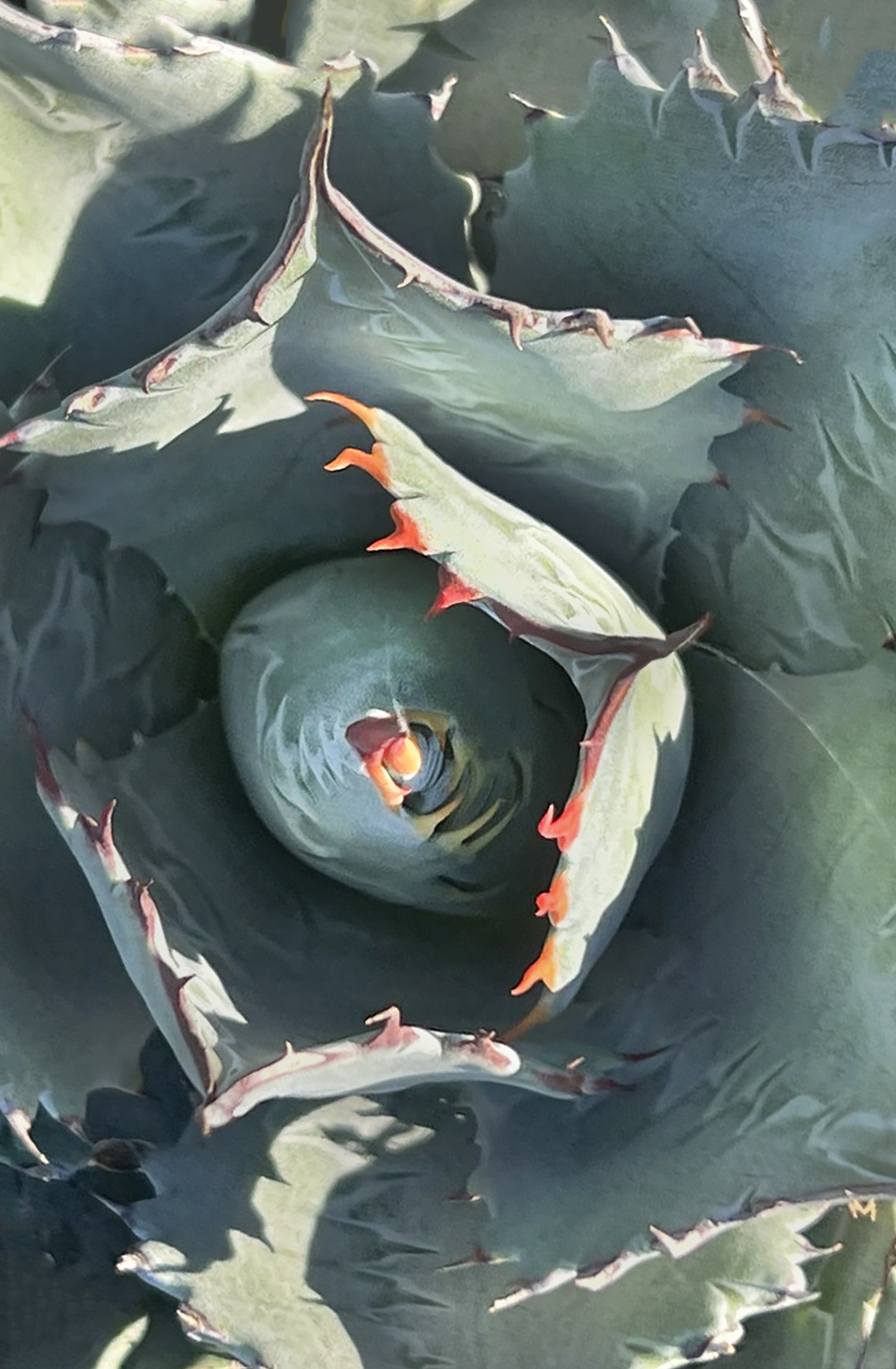 Indigo Fusion Agave, Agave 'Indigo Fusion', Monrovia Plant