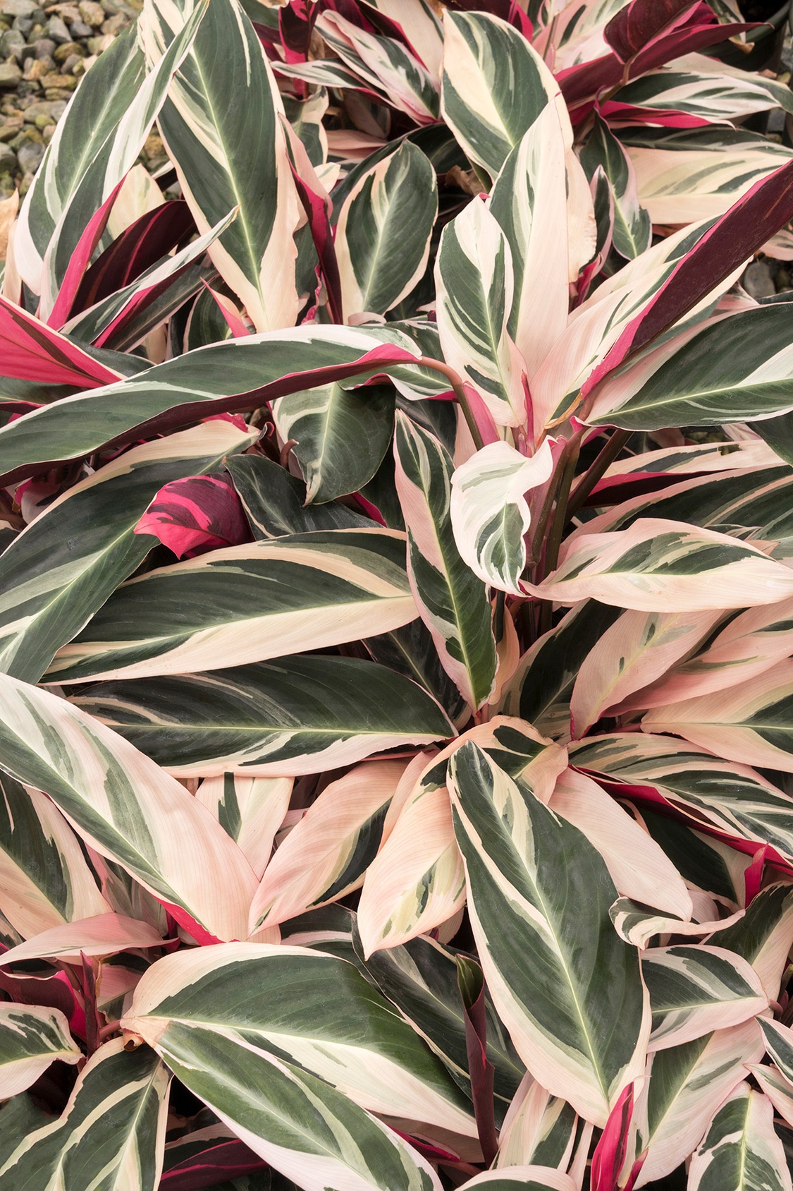 Triostar Stromanthe, Stromanthe sanguinea 'Triostar', Monrovia Plant