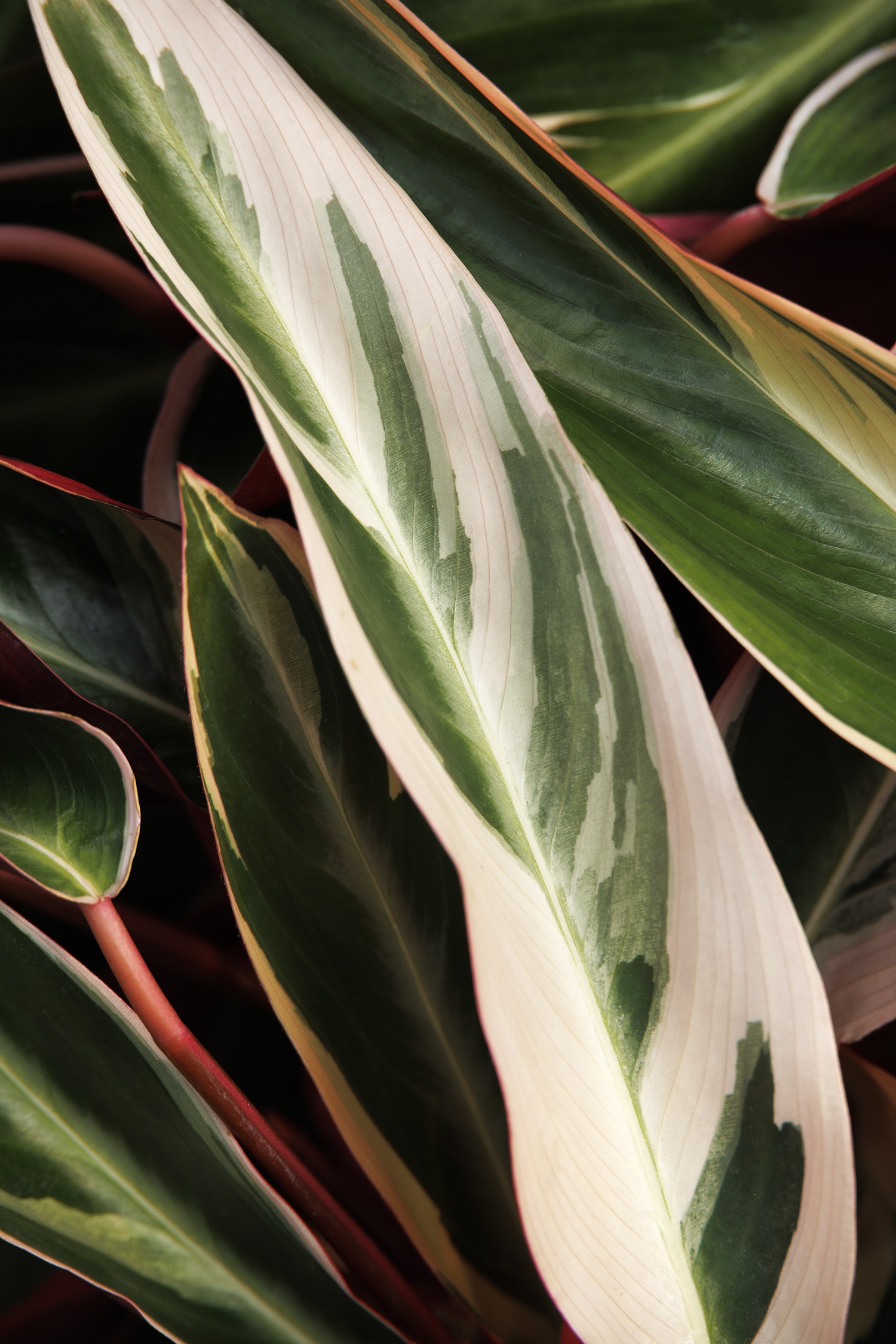 dracaena deremensis lemon Dracaena Lemon Lime main image 0