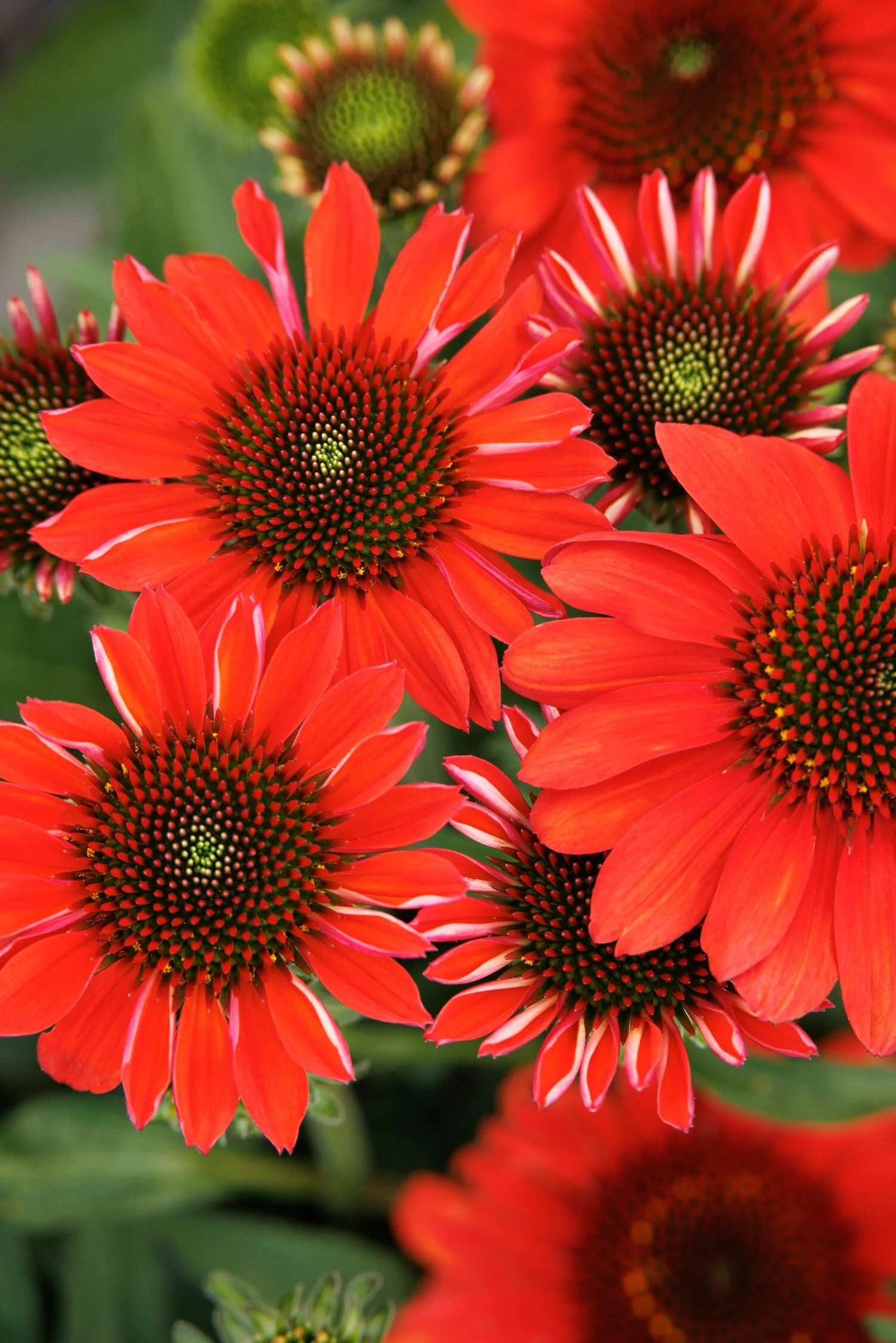 © Monrovia by Doreen Wynja