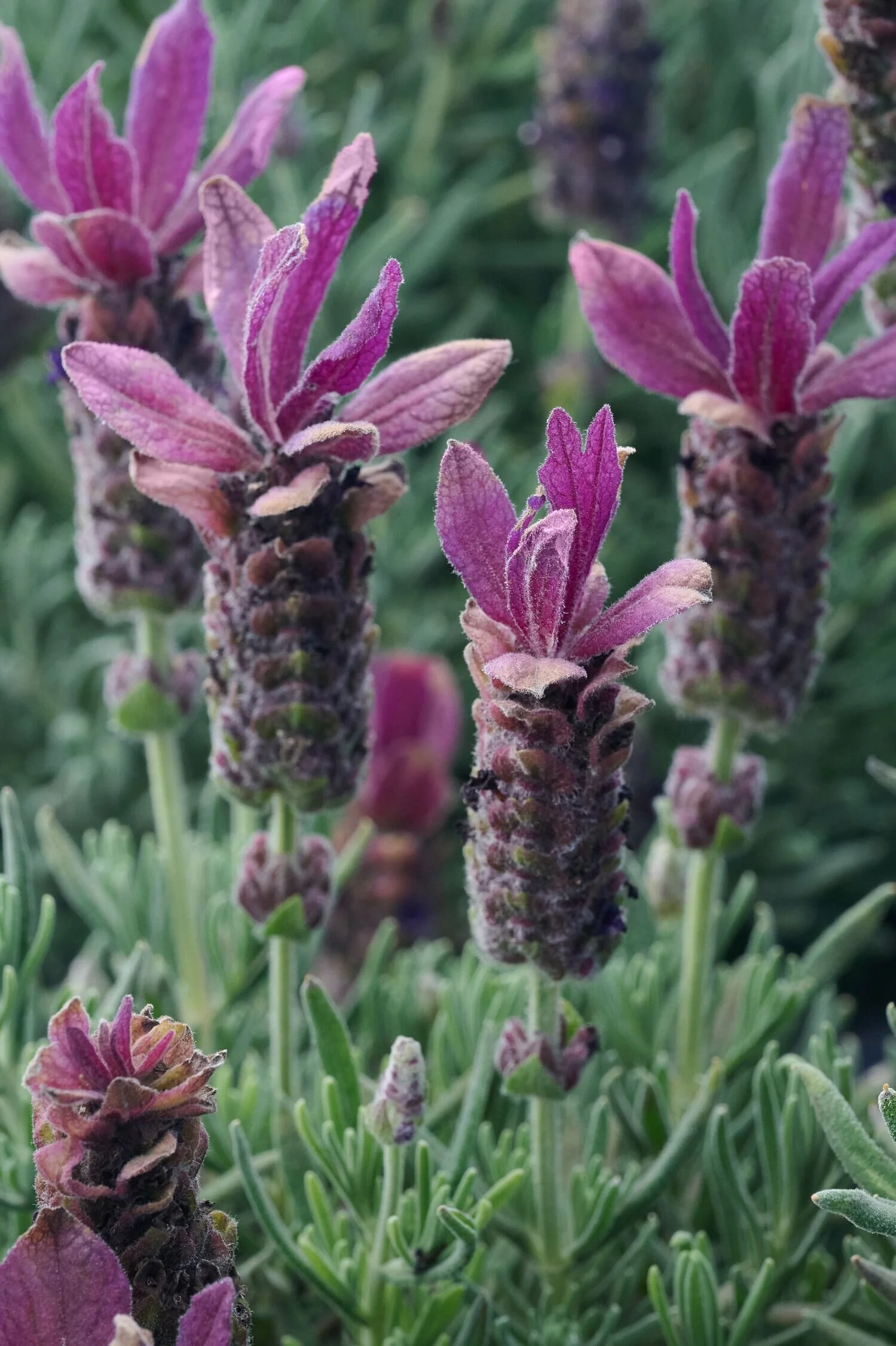 Anouk Burgundy Spanish Lavender, Monrovia Plant