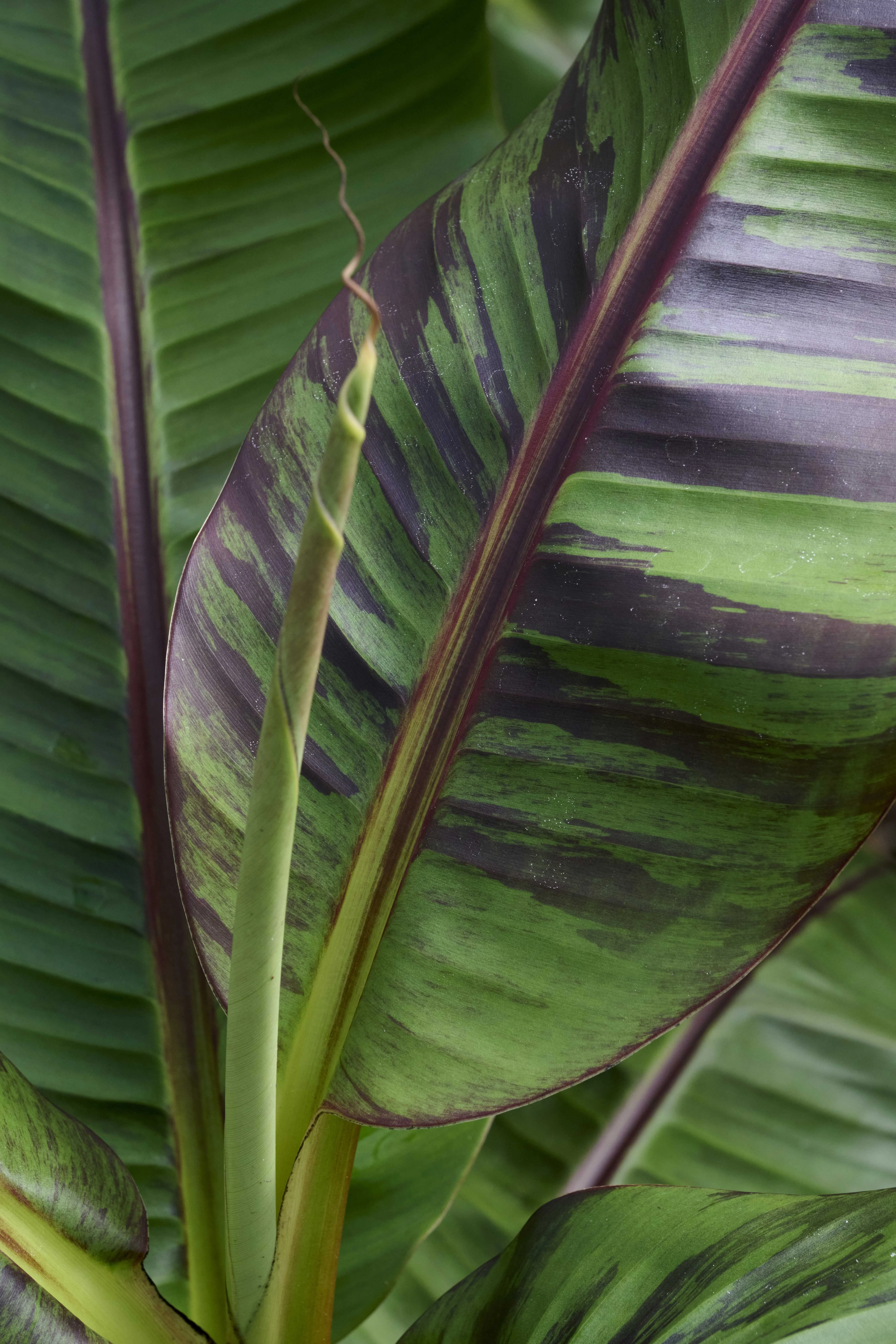 Ever Red Banana, Musa sikkimensis 'Ever Red', Monrovia Plant