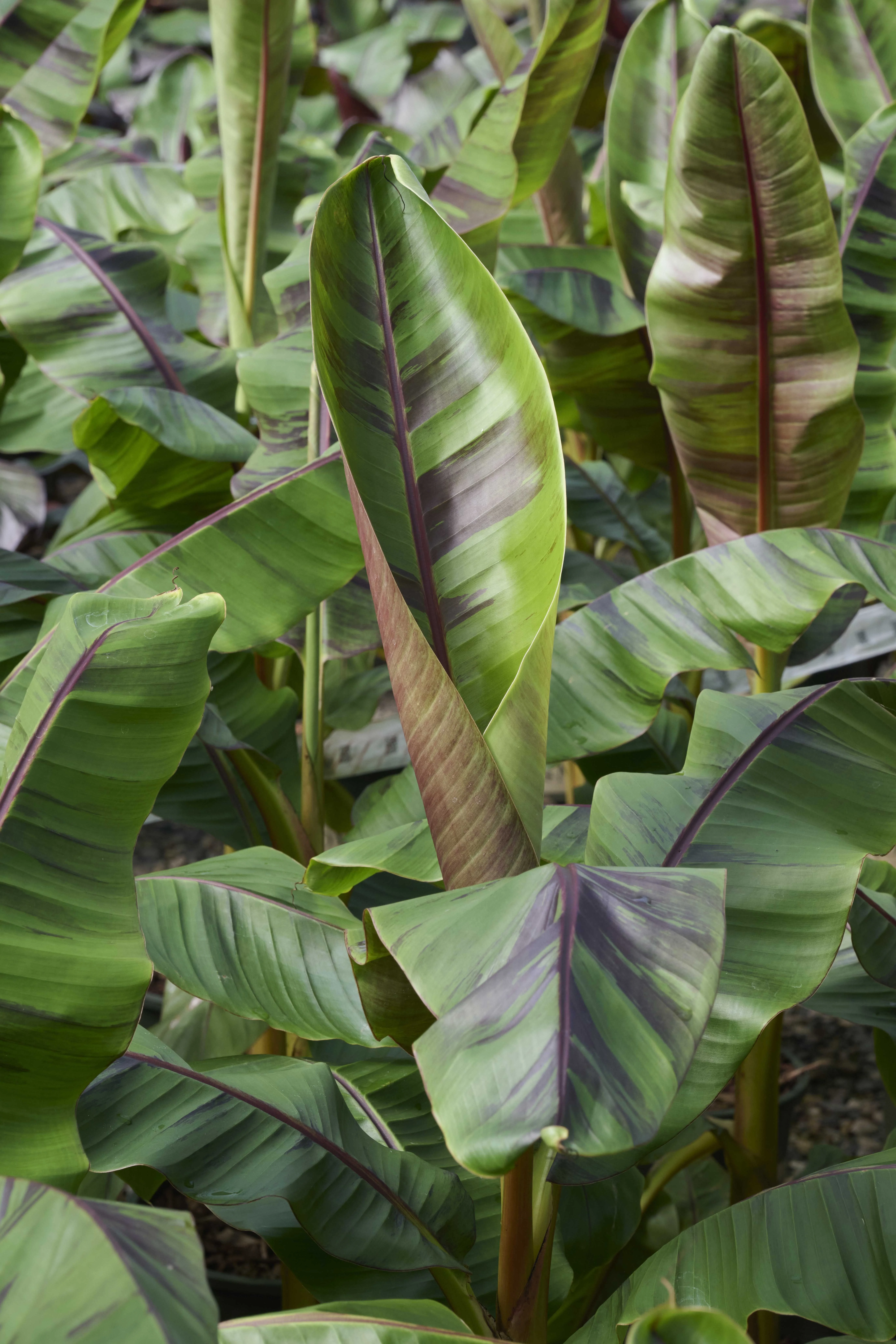 Ever Red Banana, Musa sikkimensis 'Ever Red', Monrovia Plant