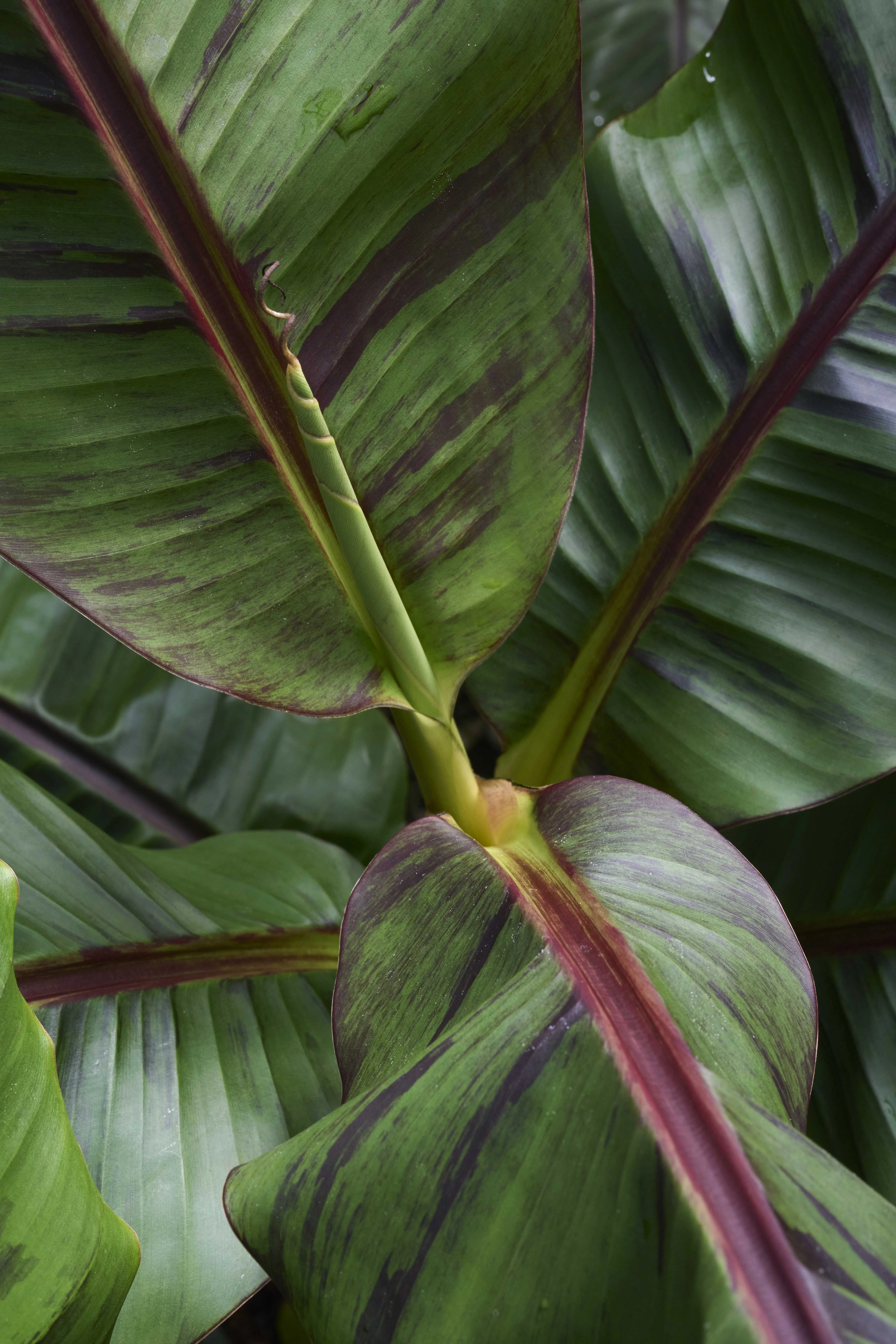 Ever Red Banana, Musa sikkimensis 'Ever Red', Monrovia Plant
