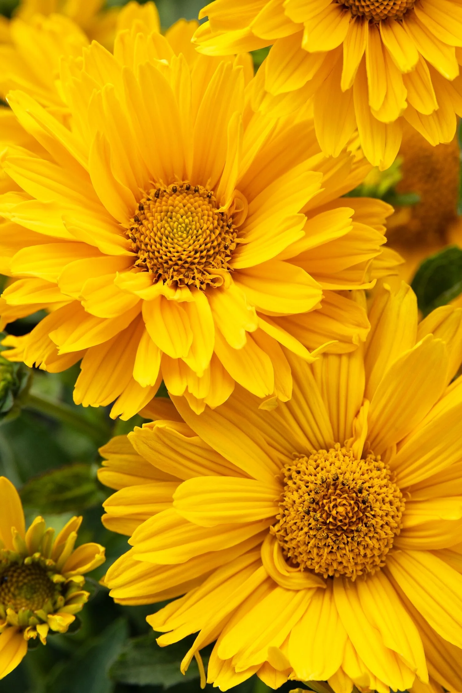 © Monrovia by Doreen Wynja