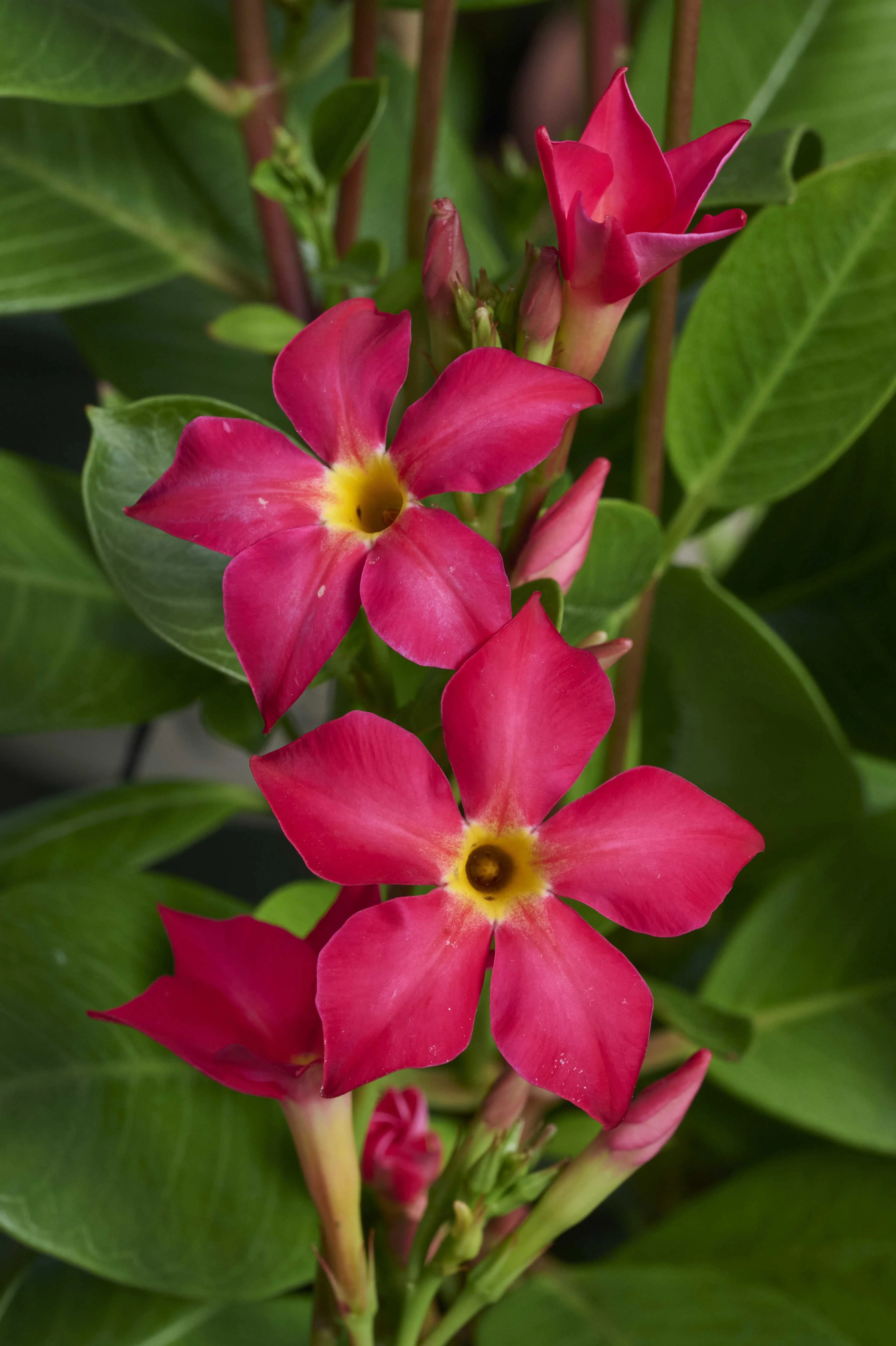 Sun Parasol® FiredUp™ Coral Mandevilla, Mandevilla hybrid PPAF