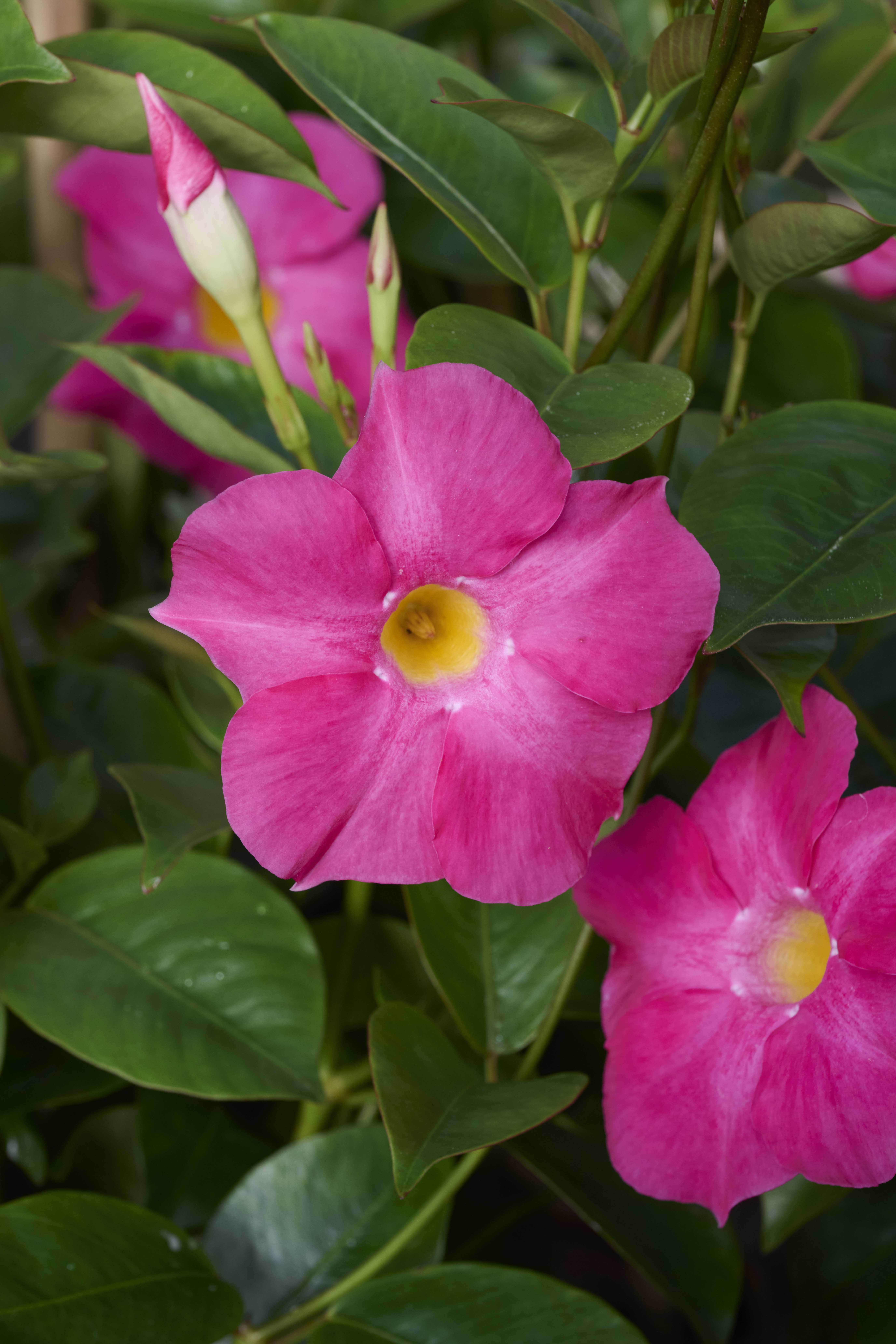 Sun Parasol® Original XP Pink Mandevilla, Monrovia Plant